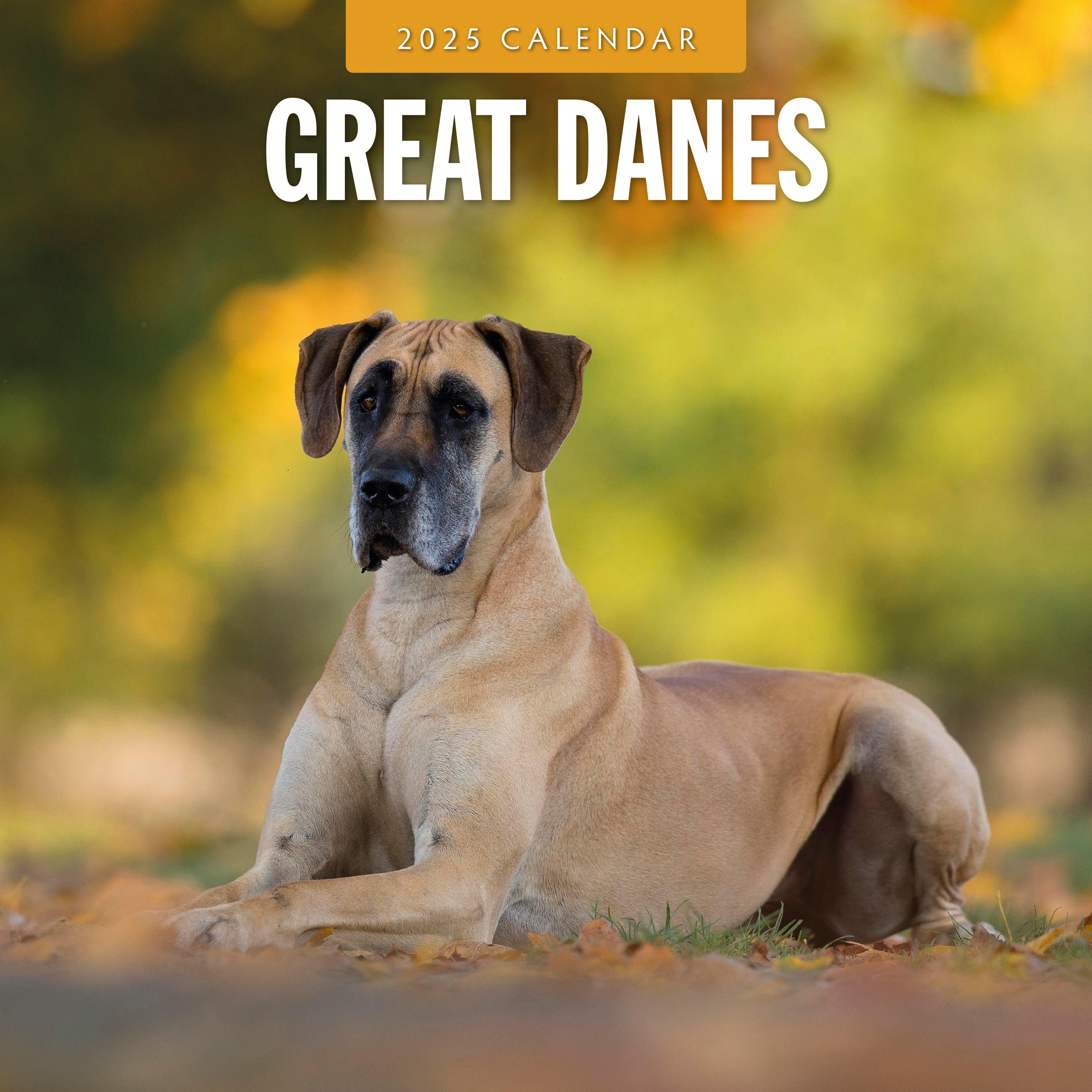 2025 Great Danes - Square Wall Calendar