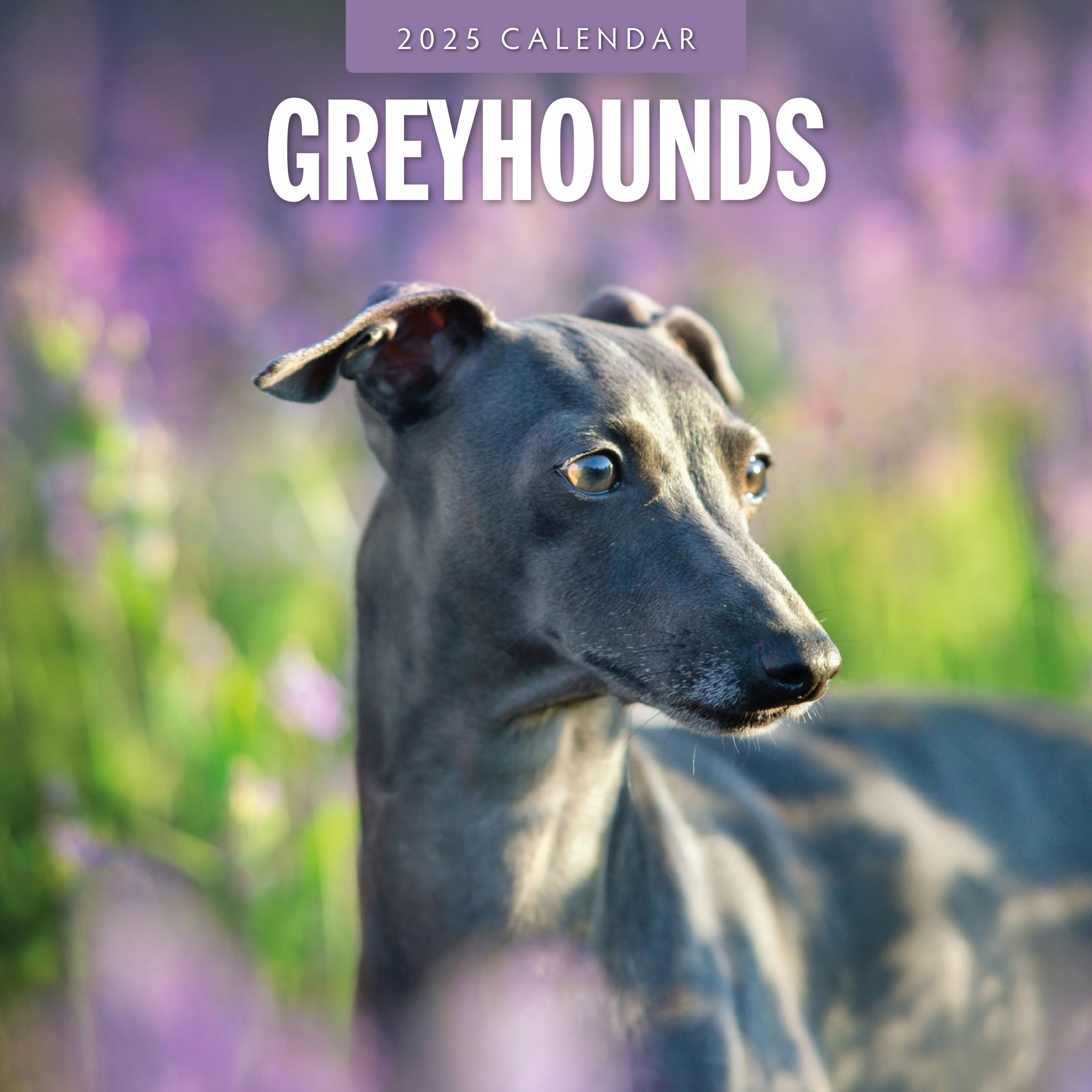 2025 Greyhounds - Square Wall Calendar