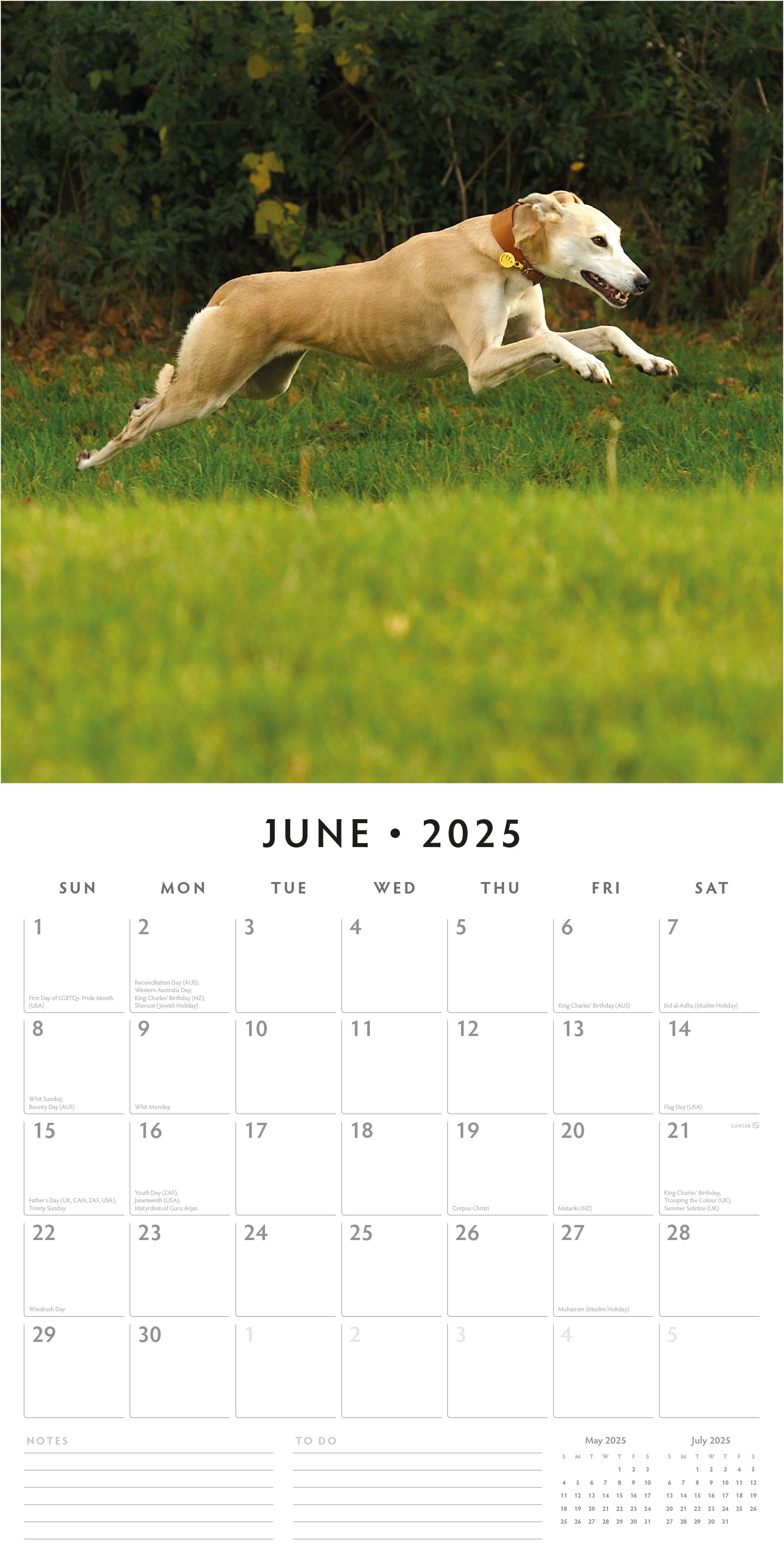 2025 Greyhounds - Square Wall Calendar