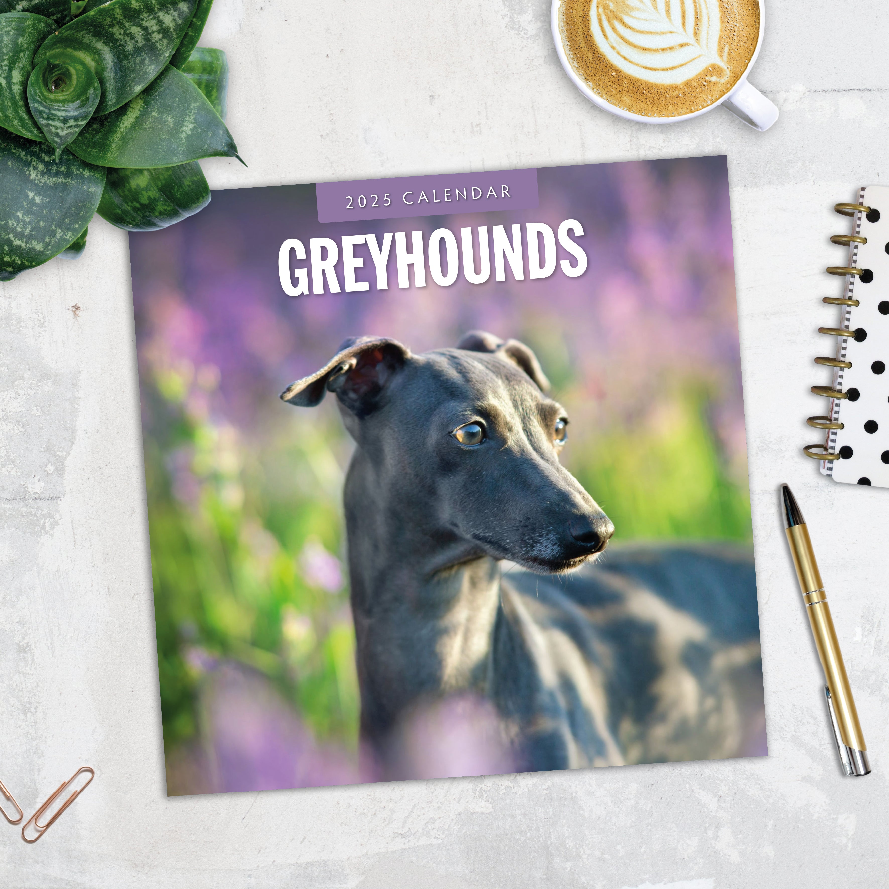 2025 Greyhounds - Square Wall Calendar