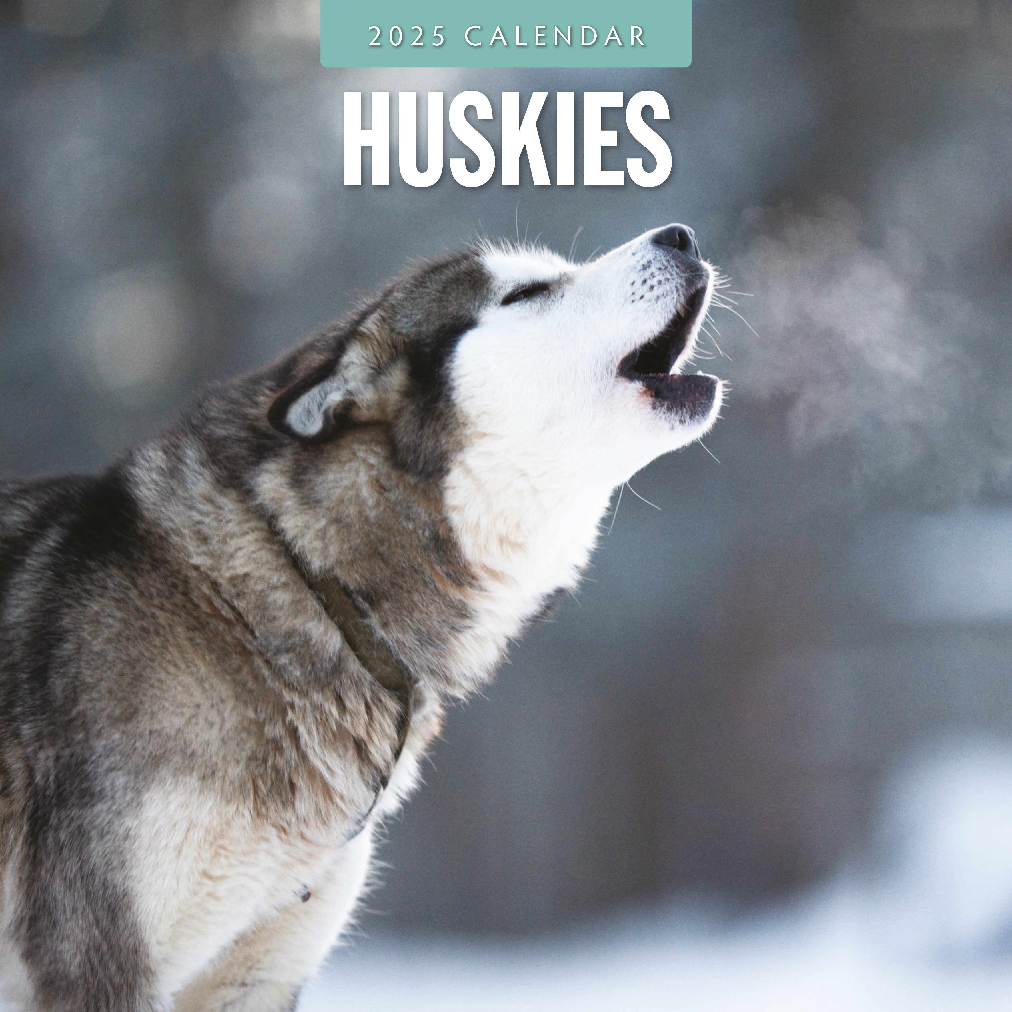 2025 Huskies - Square Wall Calendar