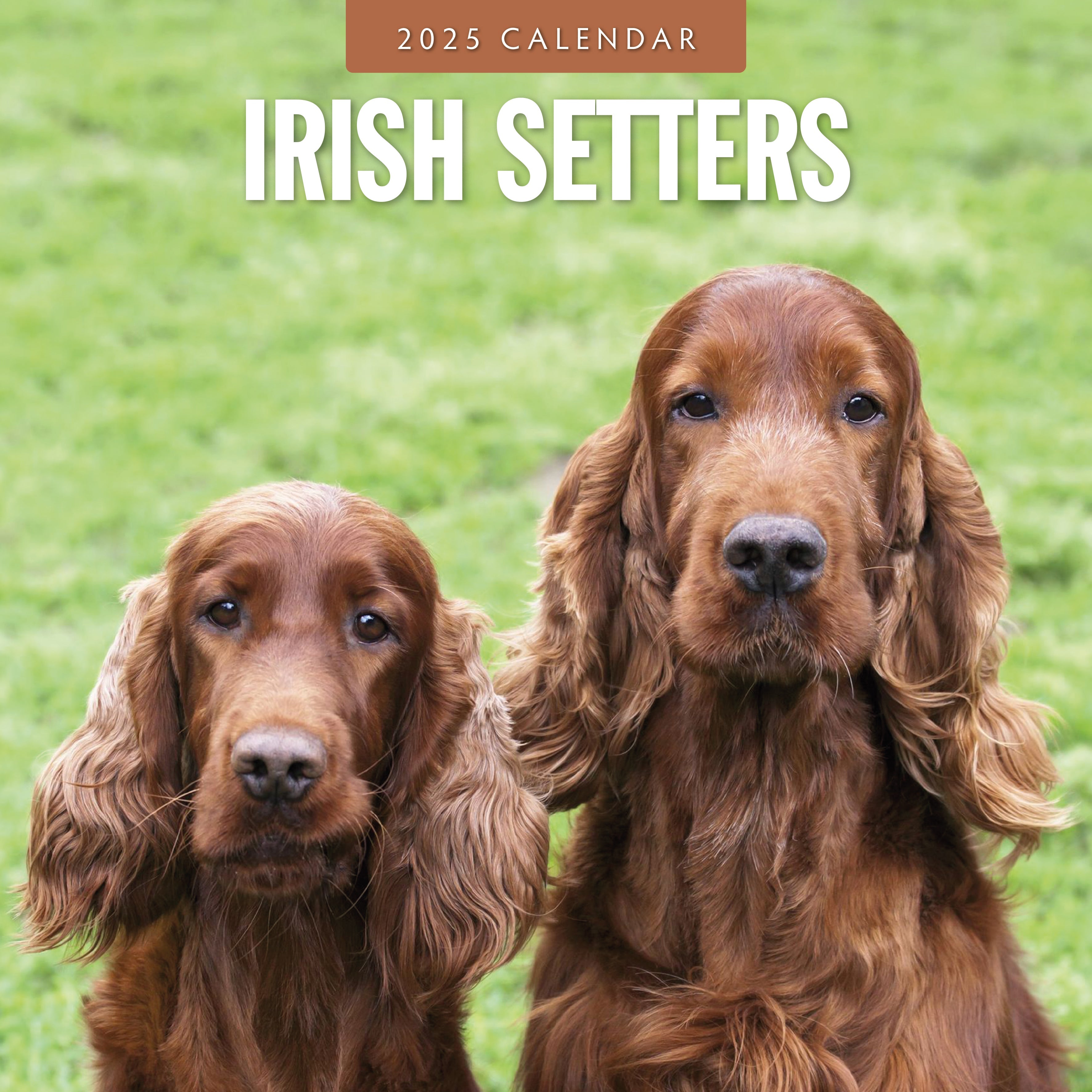 2025 Irish Setters - Square Wall Calendar