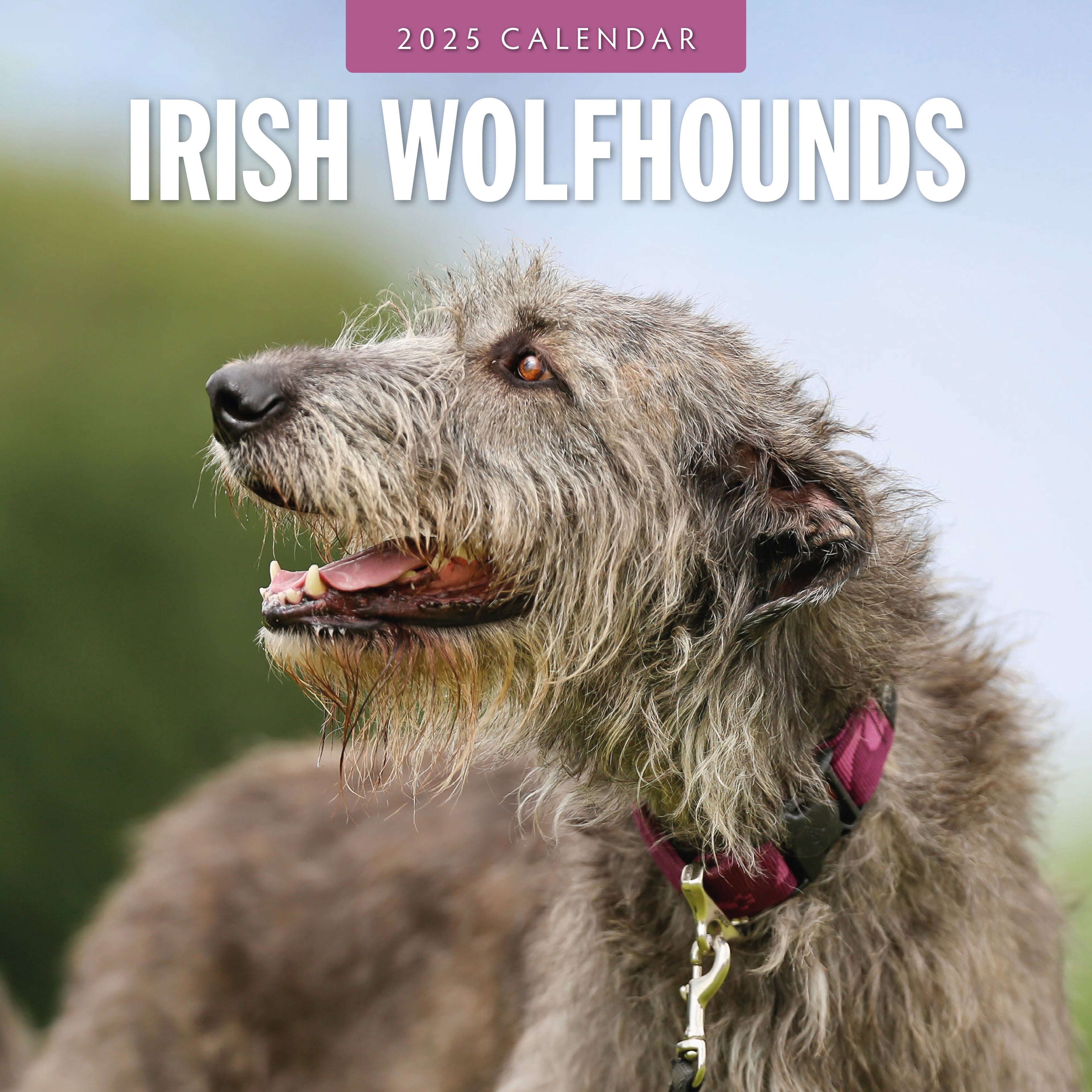 2025 Irish Wolf Hounds - Square Wall Calendar