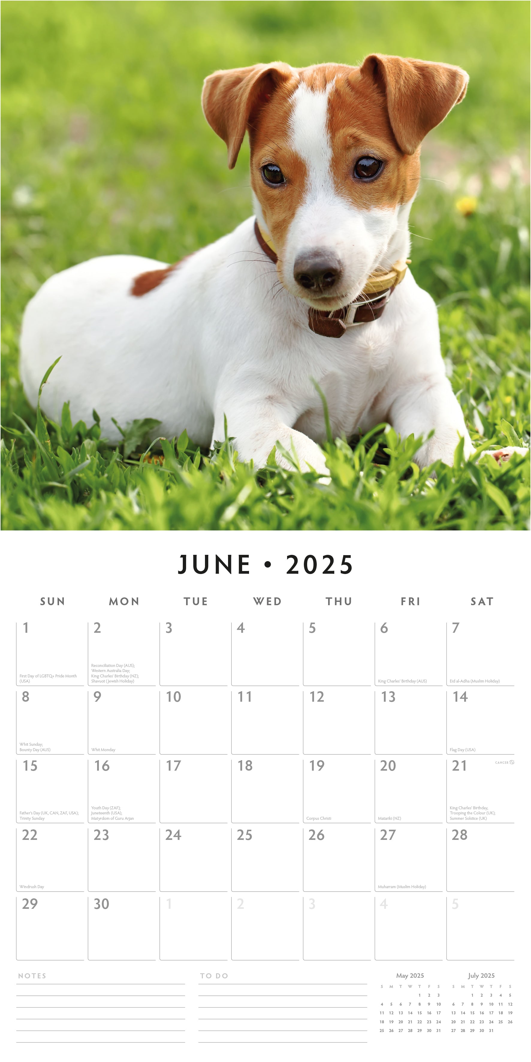 2025 Jack Russells - Square Wall Calendar