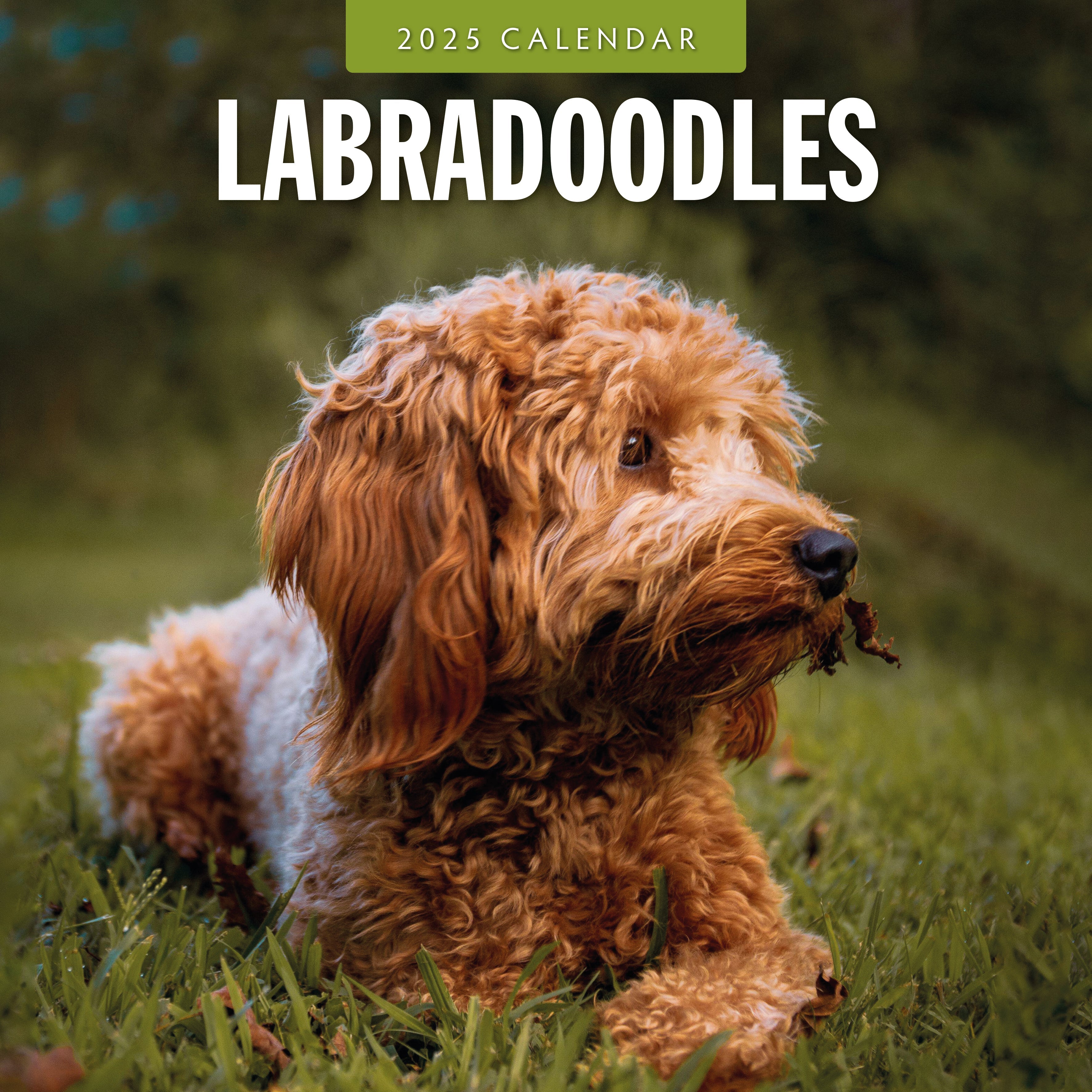 2025 Labradoodles - Square Wall Calendar