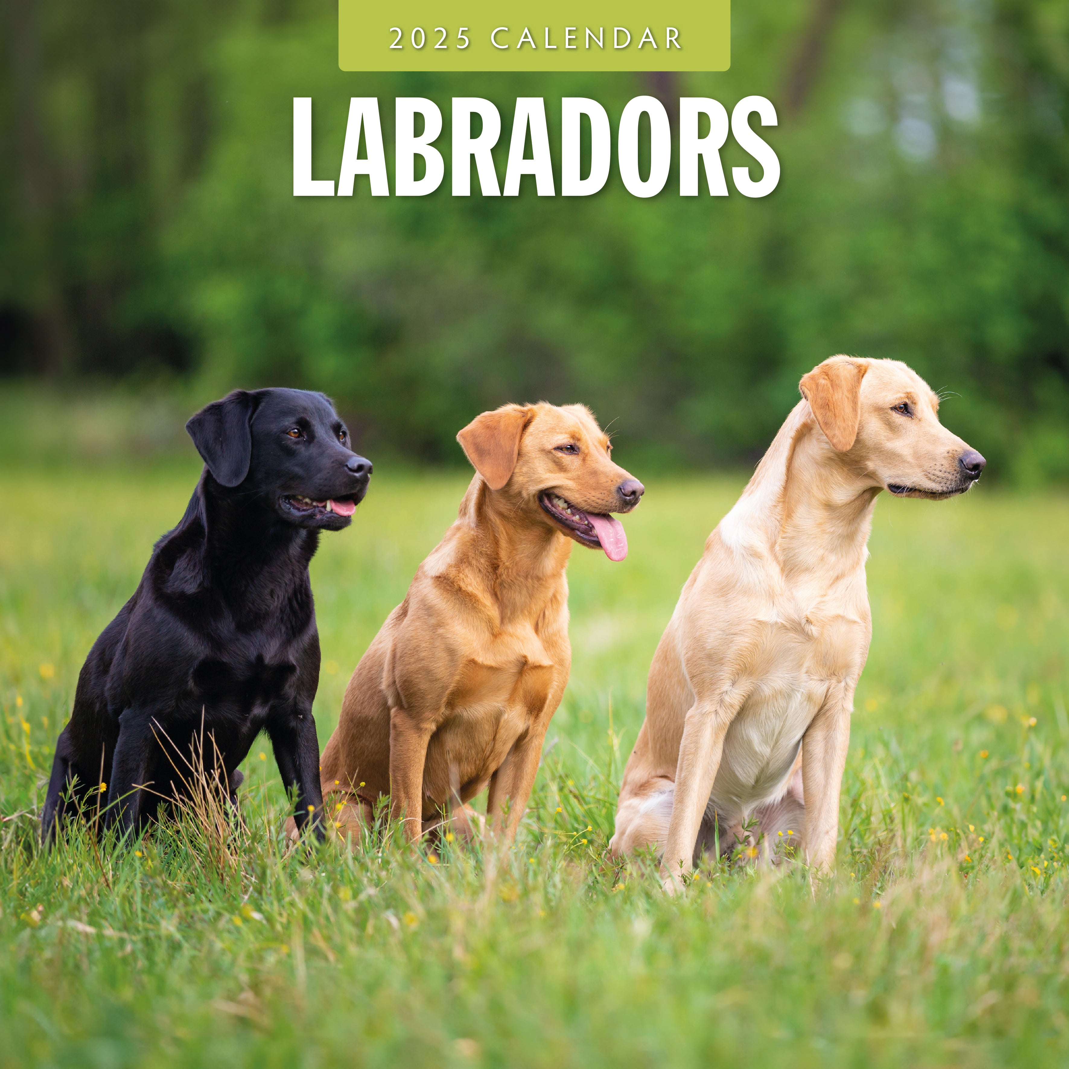 2025 Labradors - Square Wall Calendar