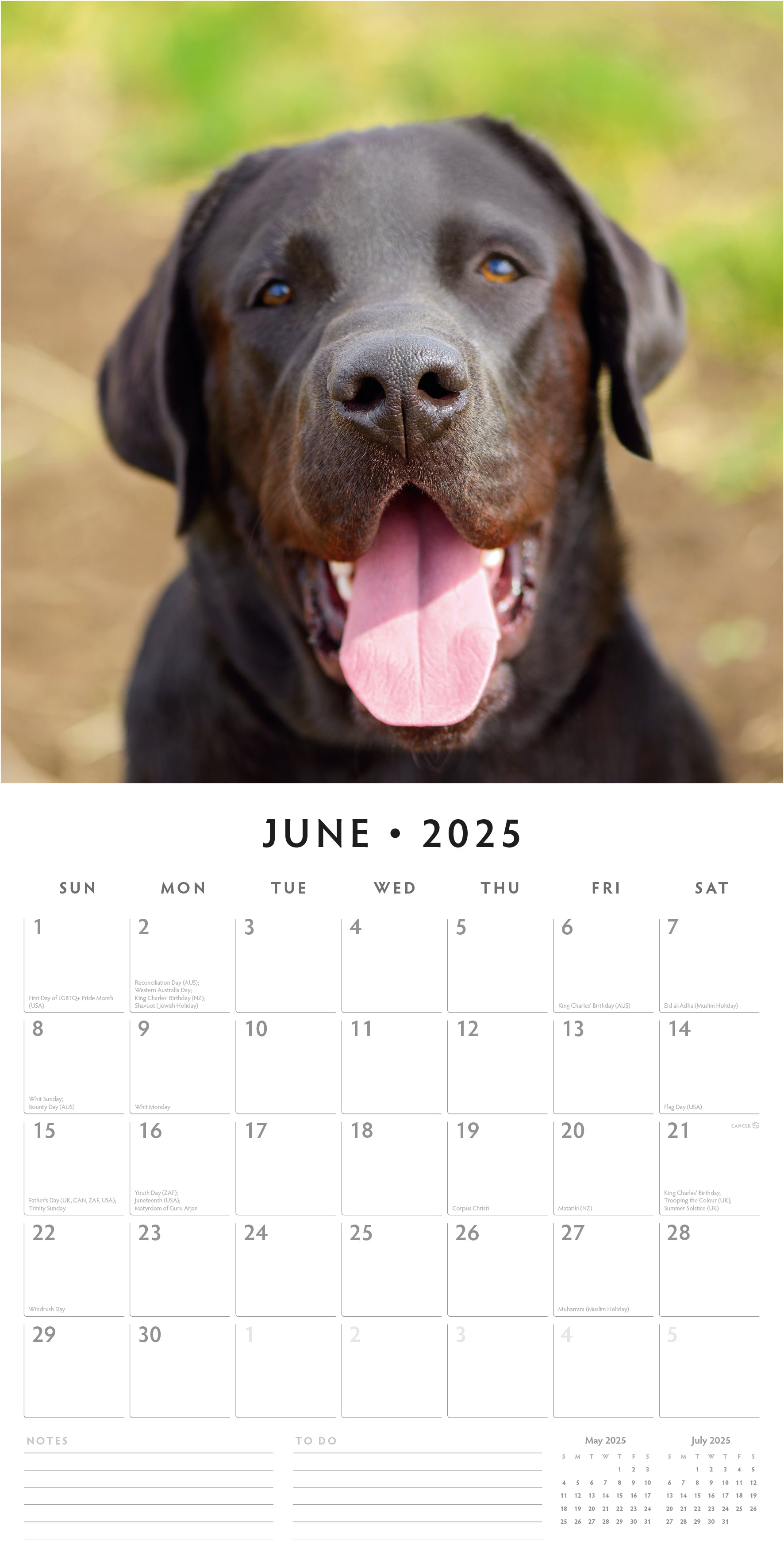 2025 Labradors - Square Wall Calendar