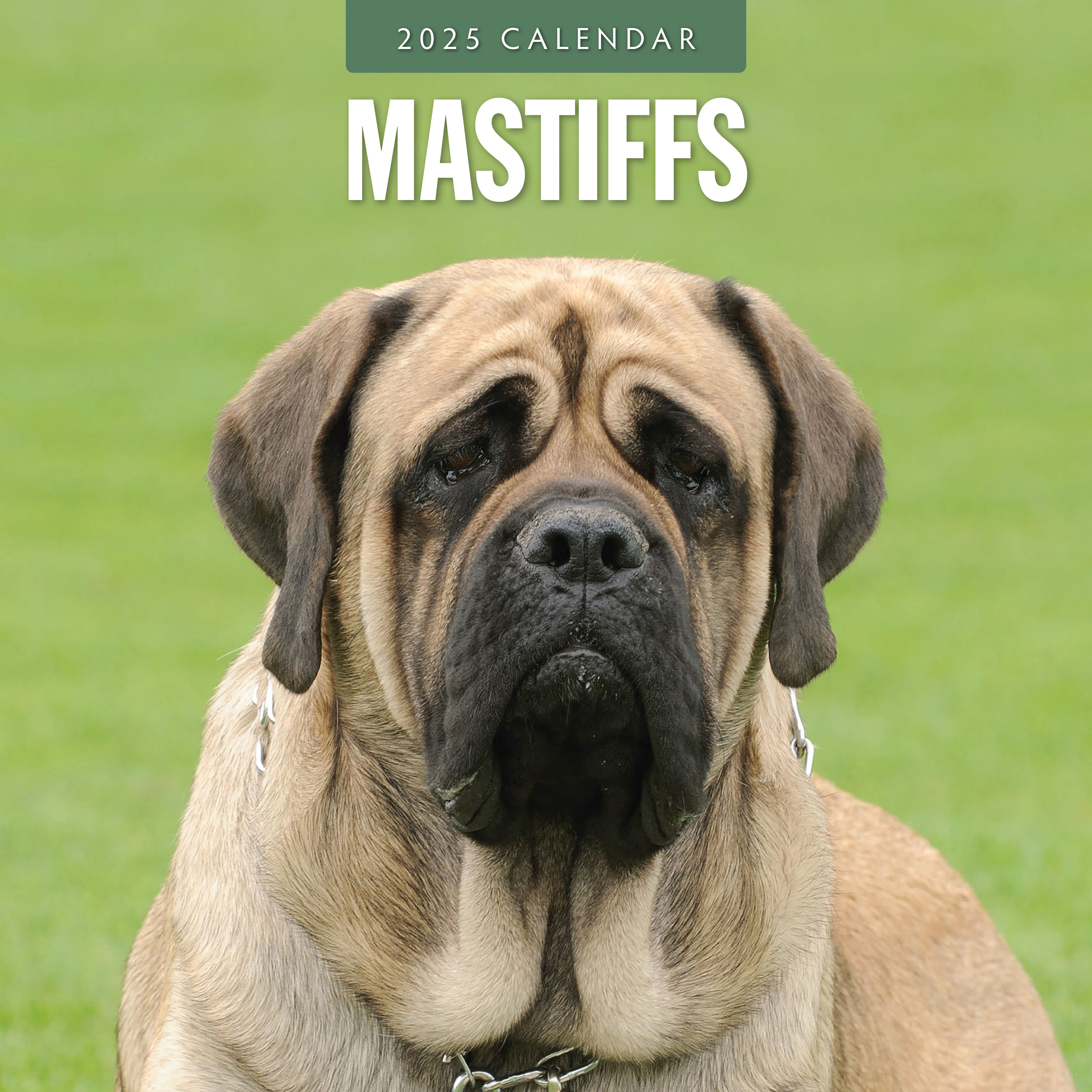 2025 Mastiffs - Square Wall Calendar