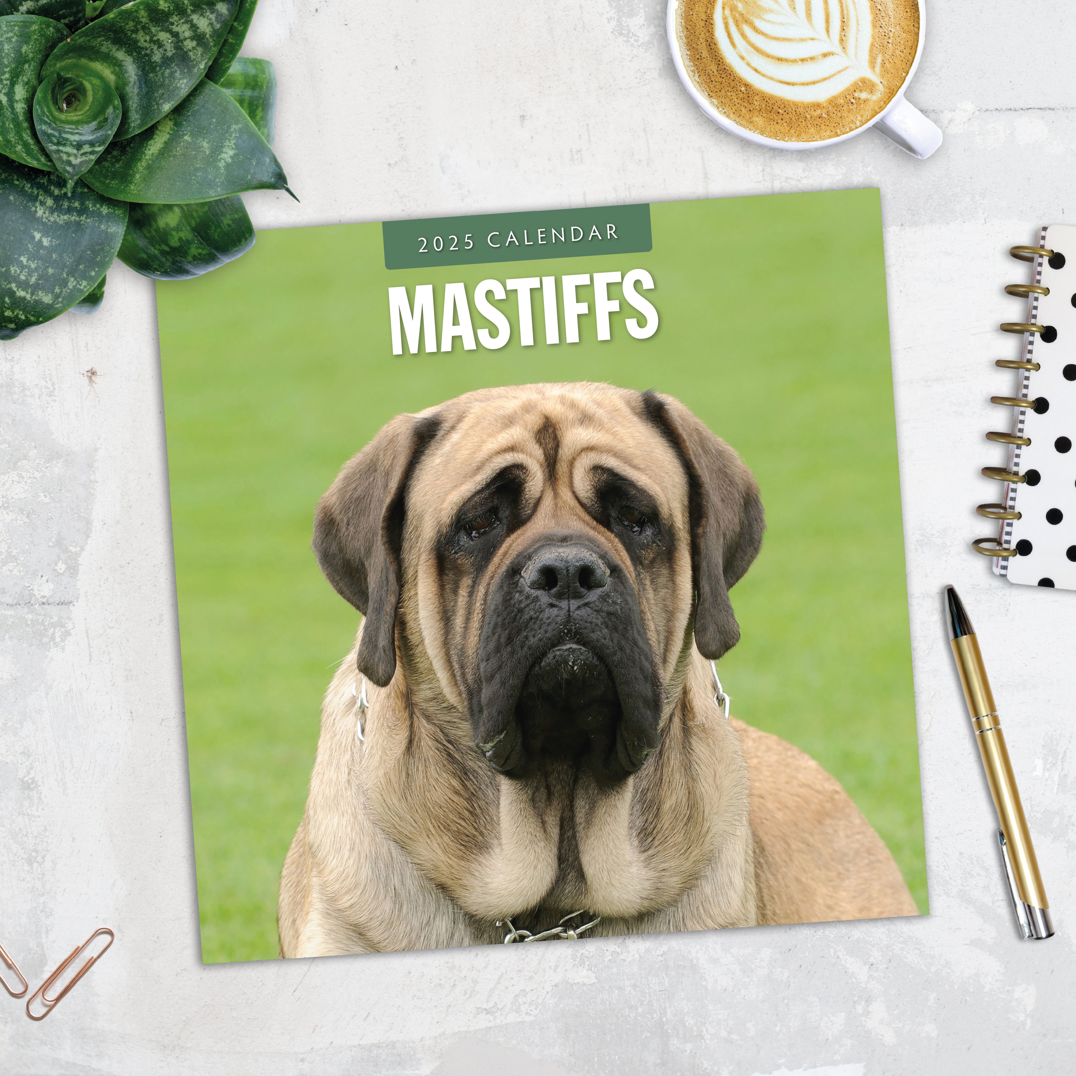 2025 Mastiffs - Square Wall Calendar