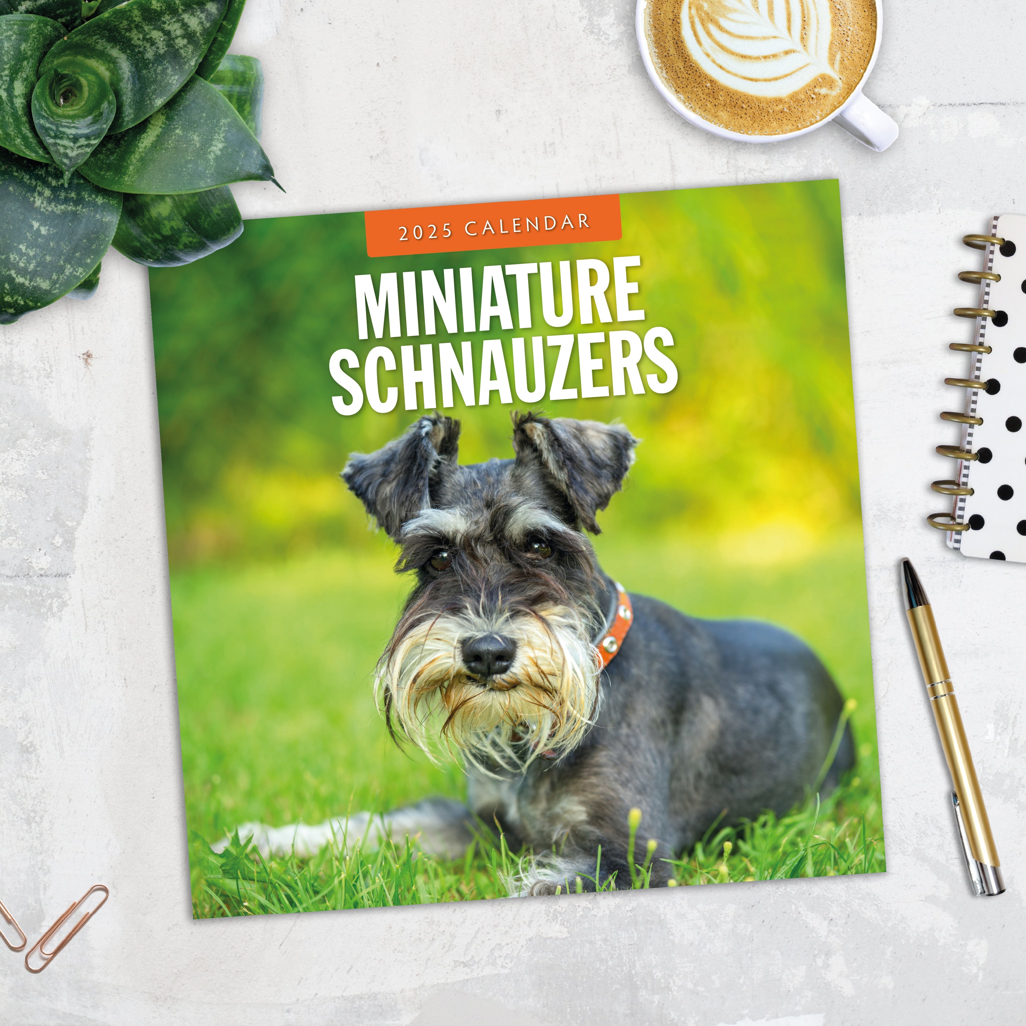 2025 Miniature Schnauzer - Square Wall Calendar