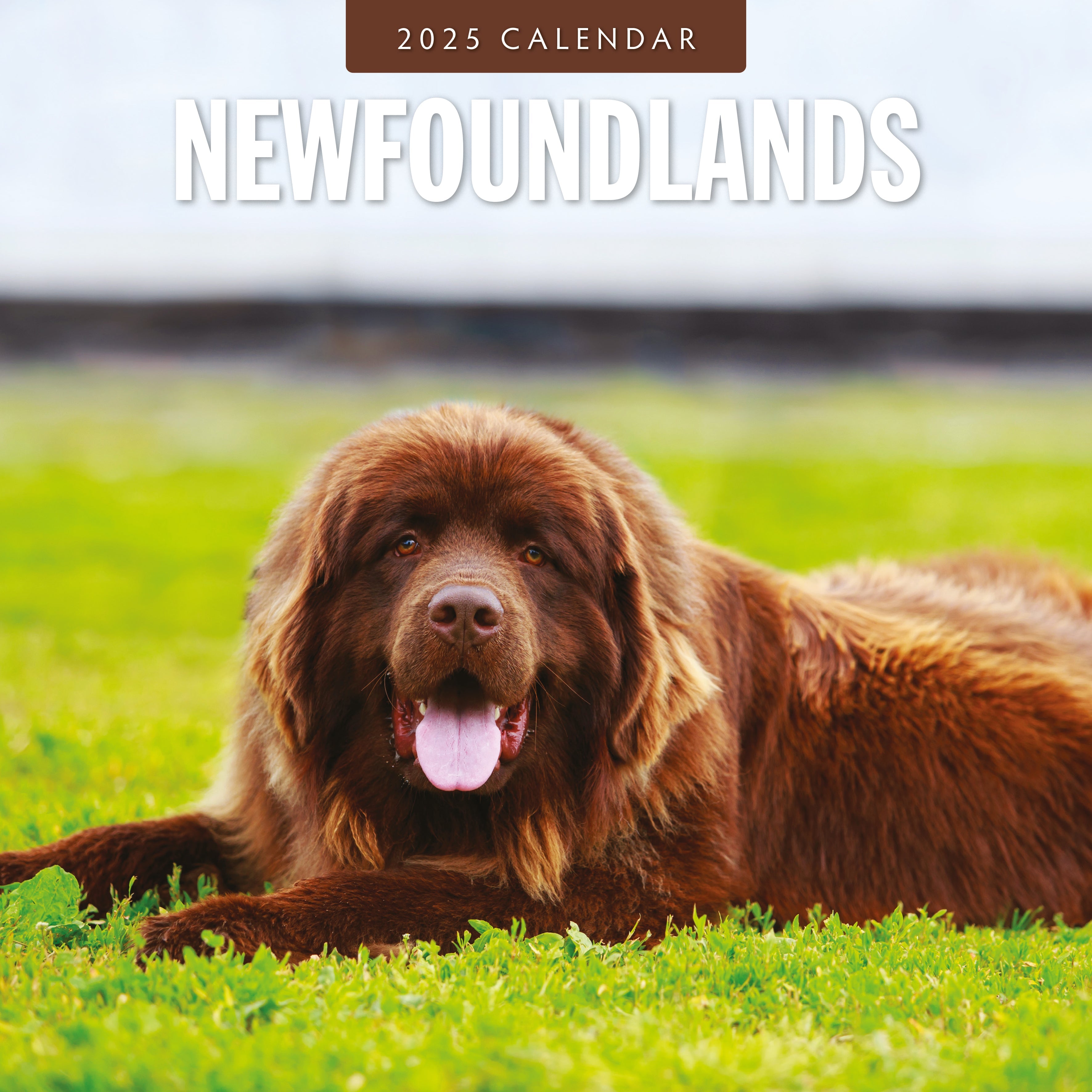 2025 Newfoundlands - Square Wall Calendar