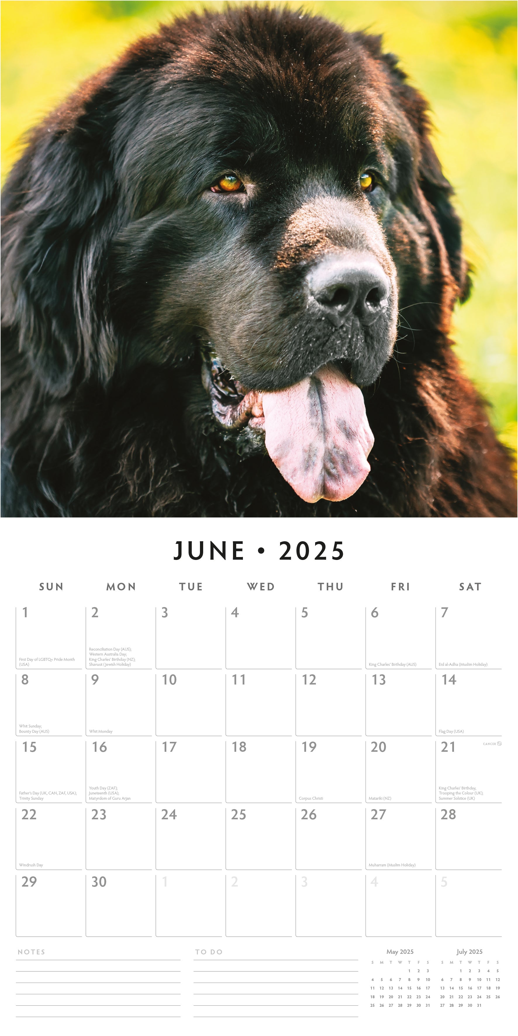 2025 Newfoundlands - Square Wall Calendar