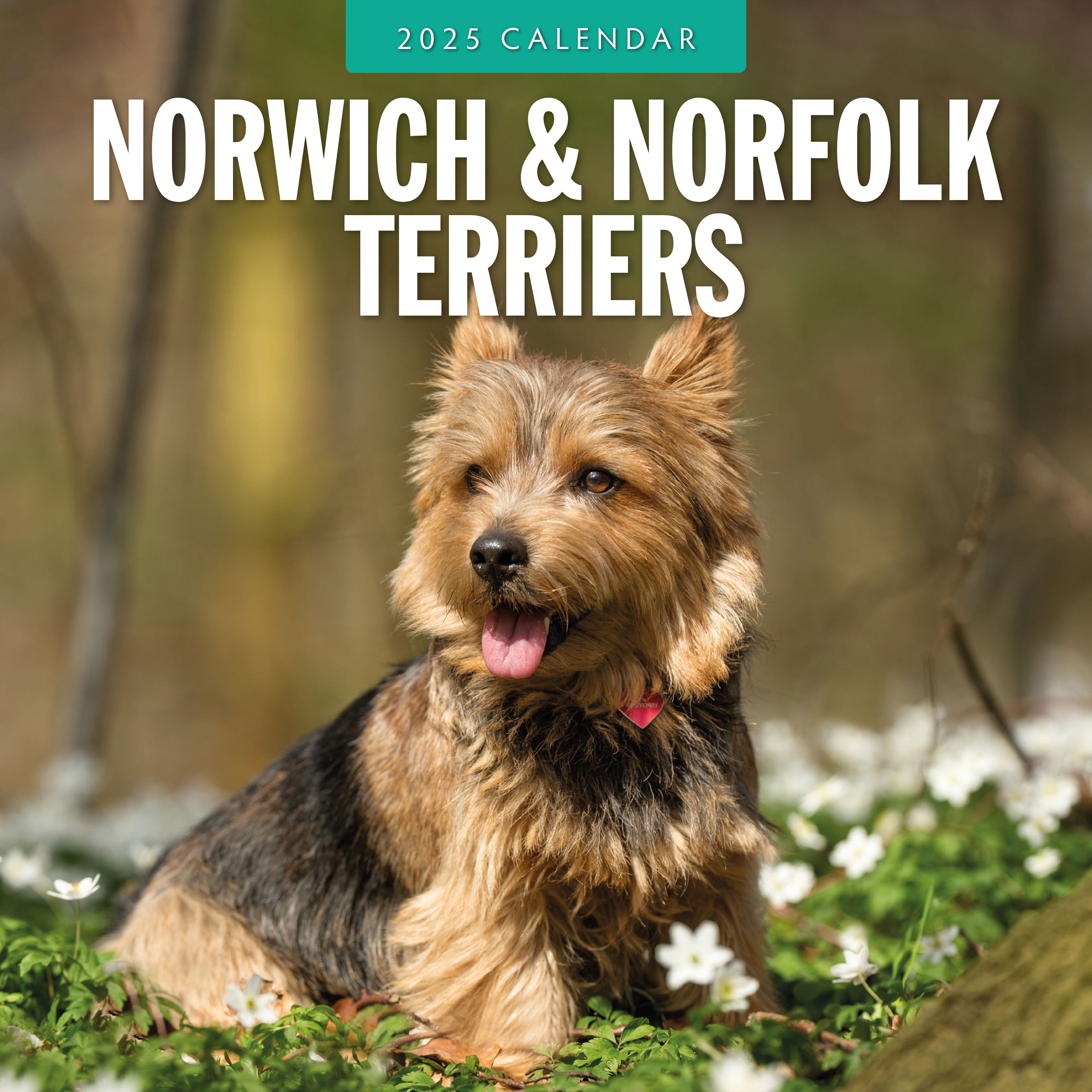 2025 Norwich & Norfolk Terriers - Square Wall Calendar