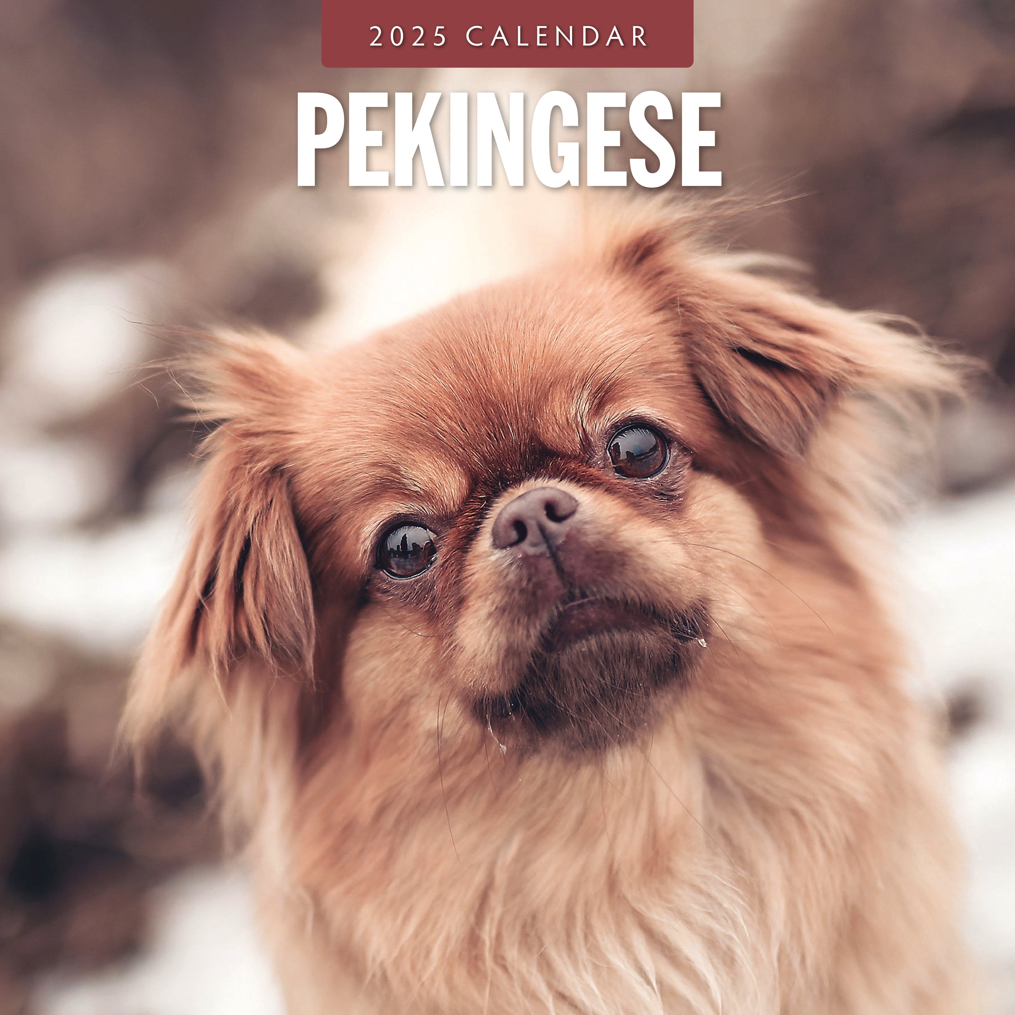 2025 Pekingese - Square Wall Calendar