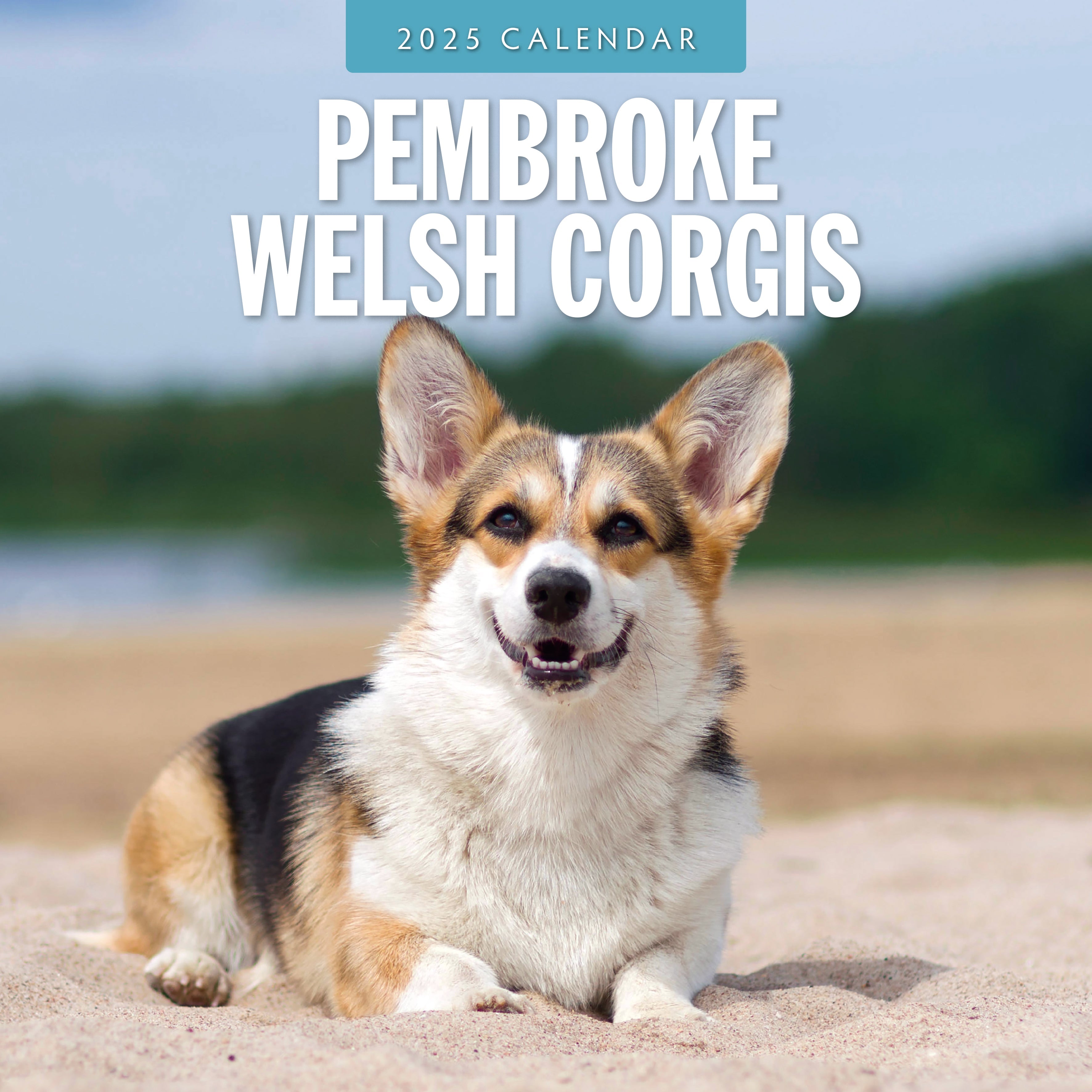 2025 Pembroke Welsh Corgis - Square Wall Calendar