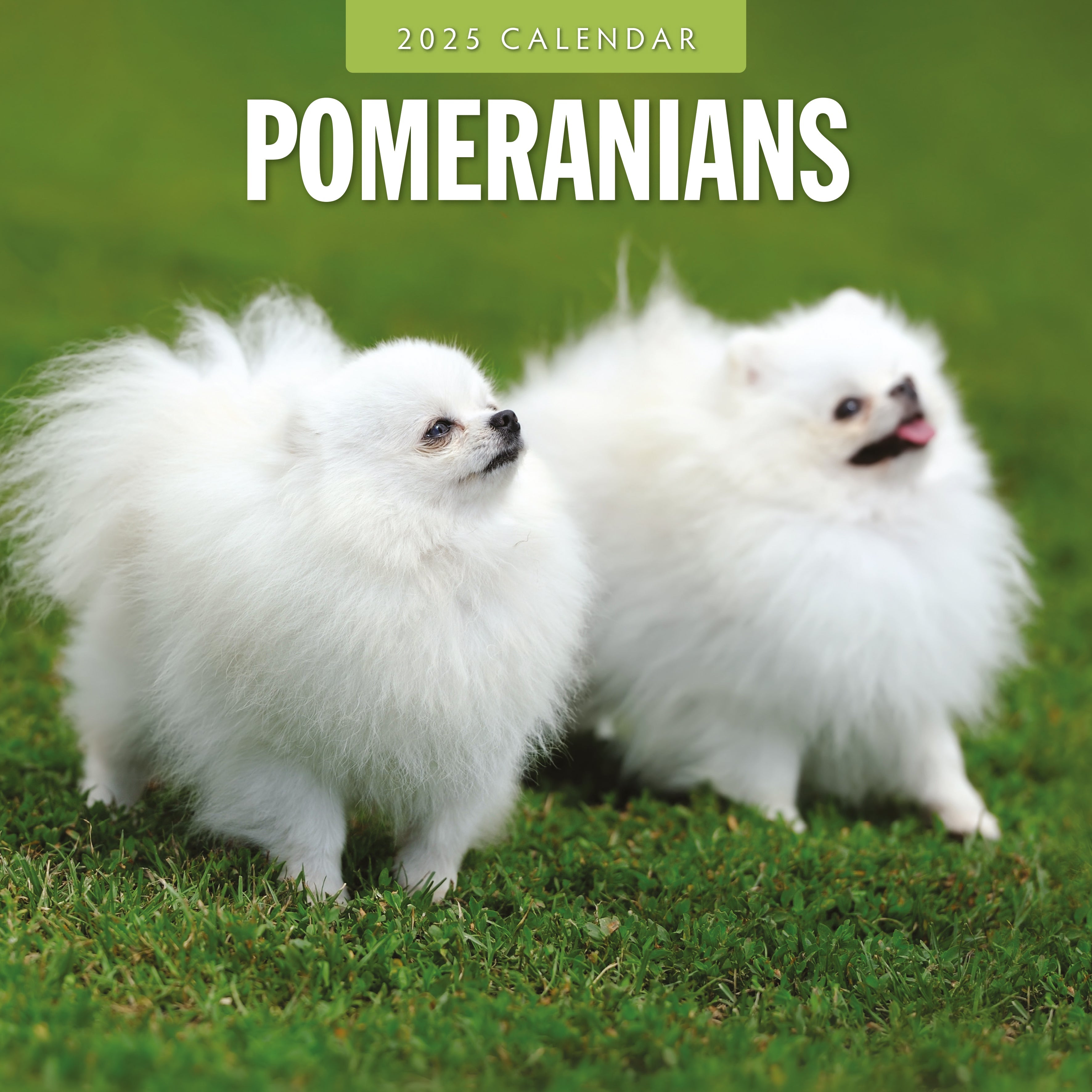 2025 Pomeranians - Square Wall Calendar