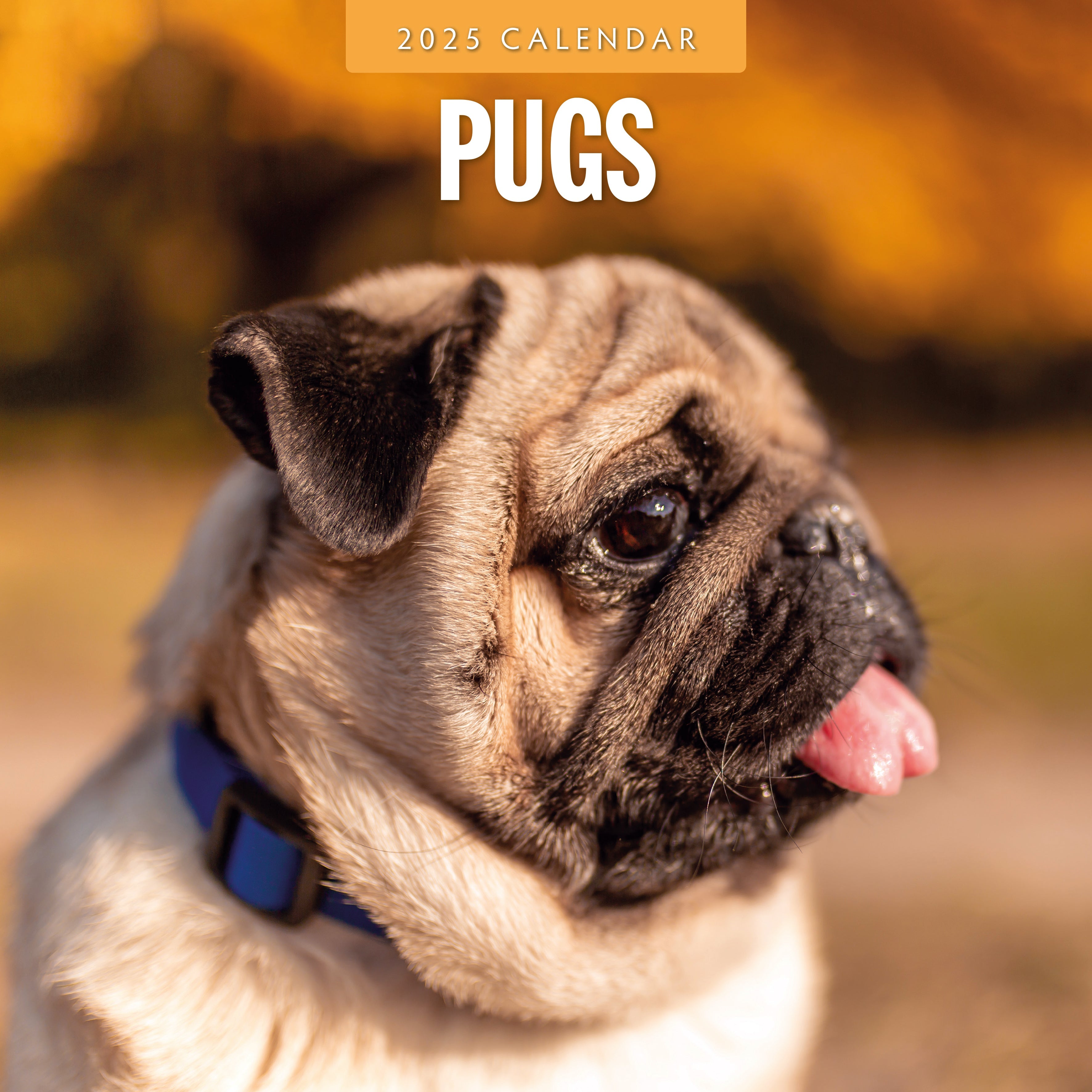 2025 Pugs - Square Wall Calendar