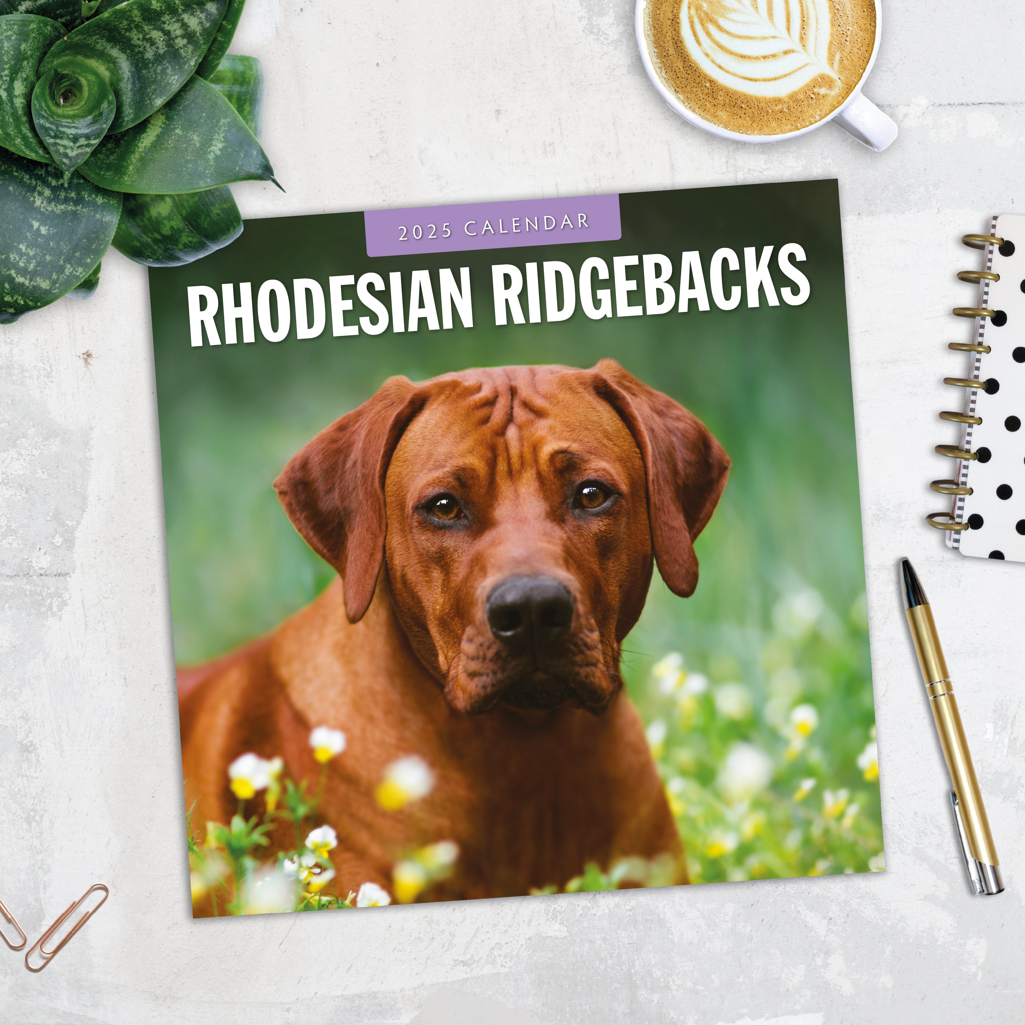 2025 Rhodesian Ridgeback - Square Wall Calendar