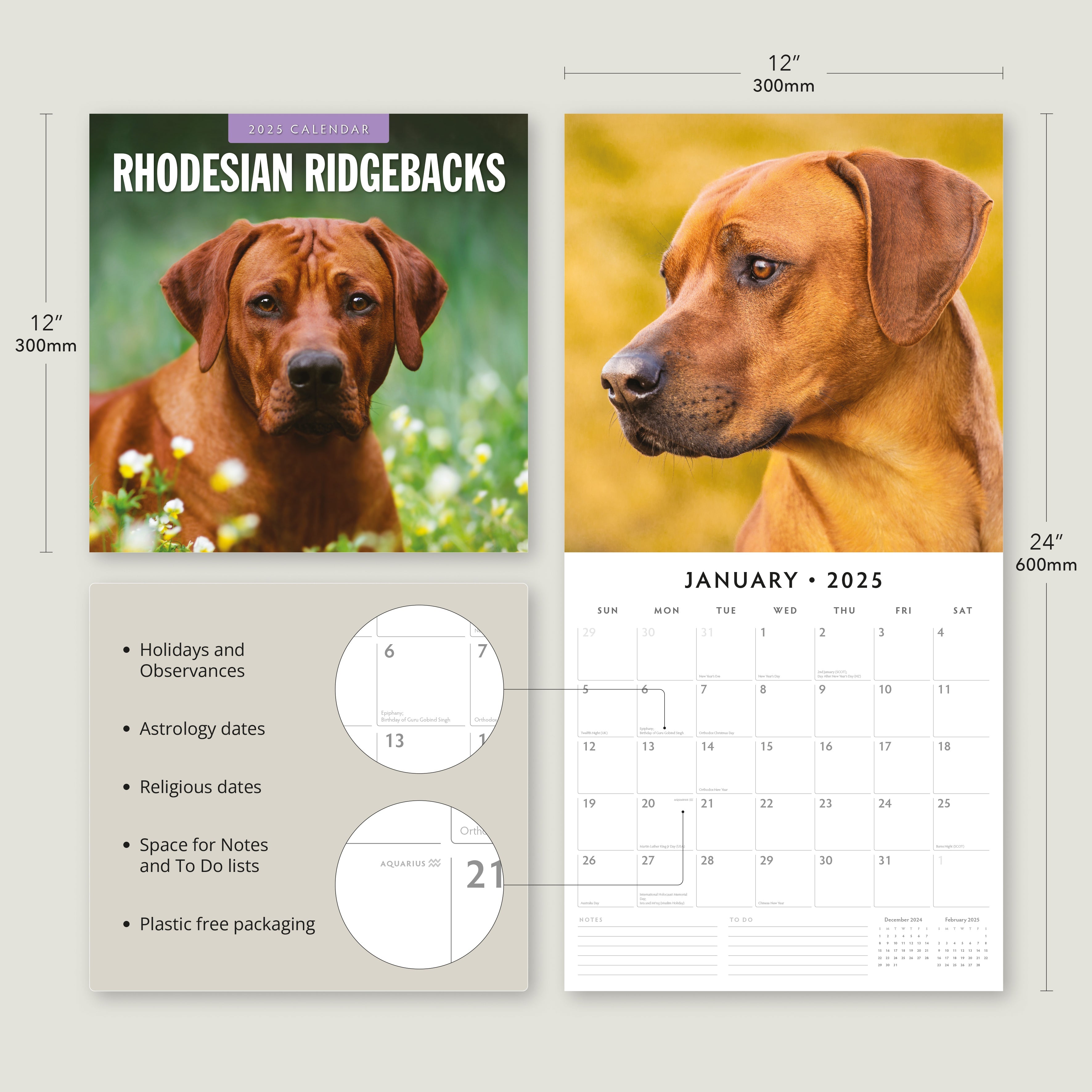 2025 Rhodesian Ridgeback - Square Wall Calendar