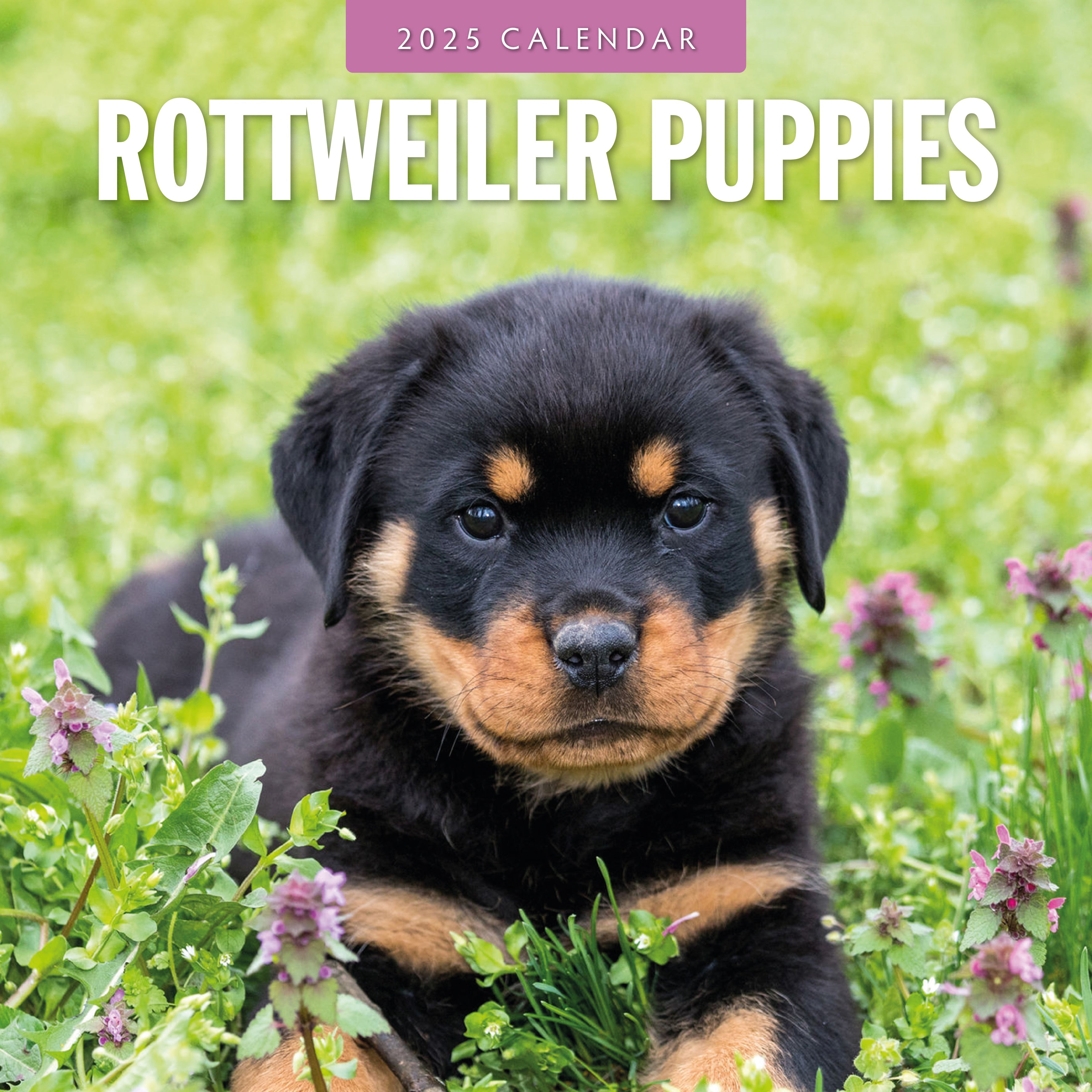 2025 Rottweiler Puppies - Square Wall Calendar