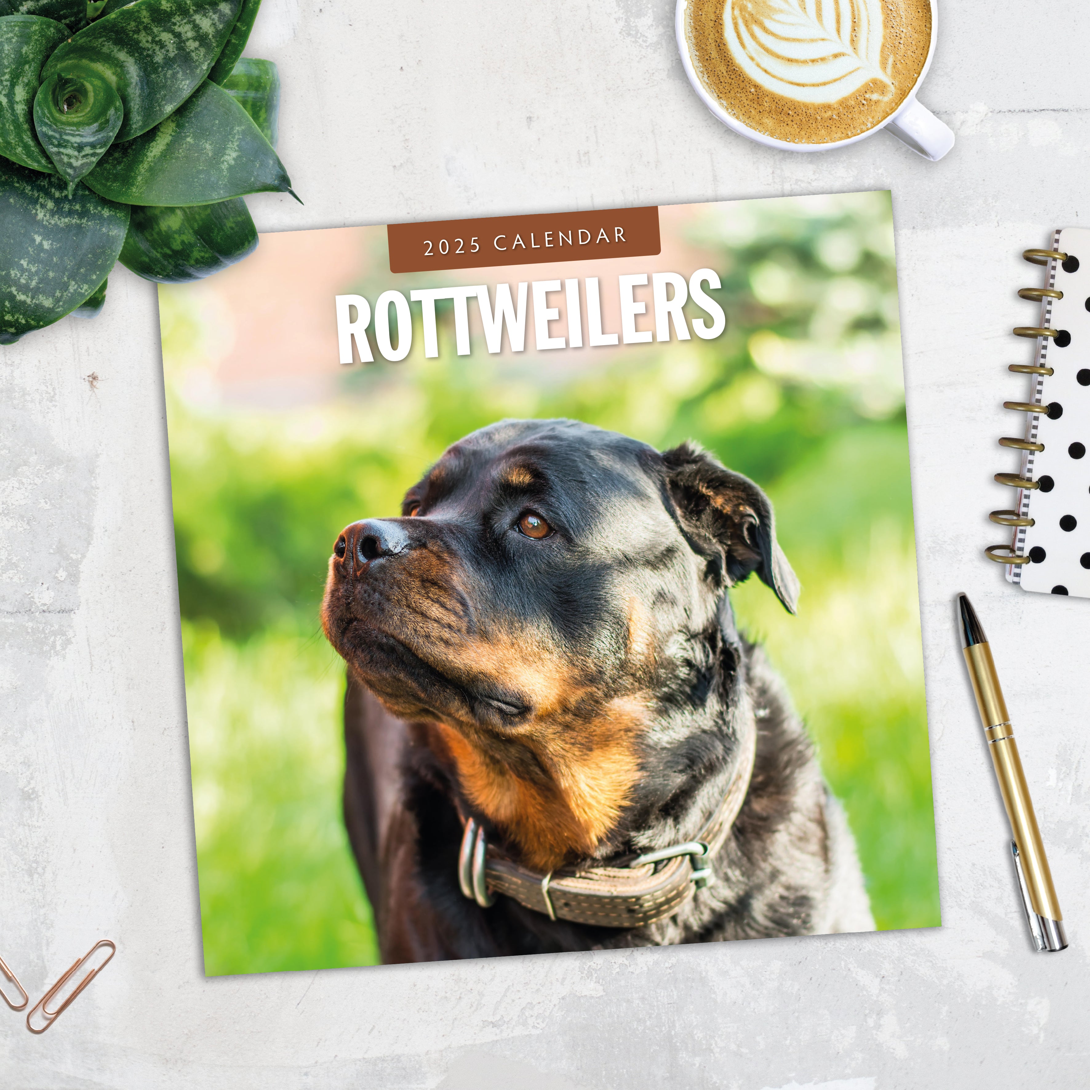 2025 Rottweilers - Square Wall Calendar