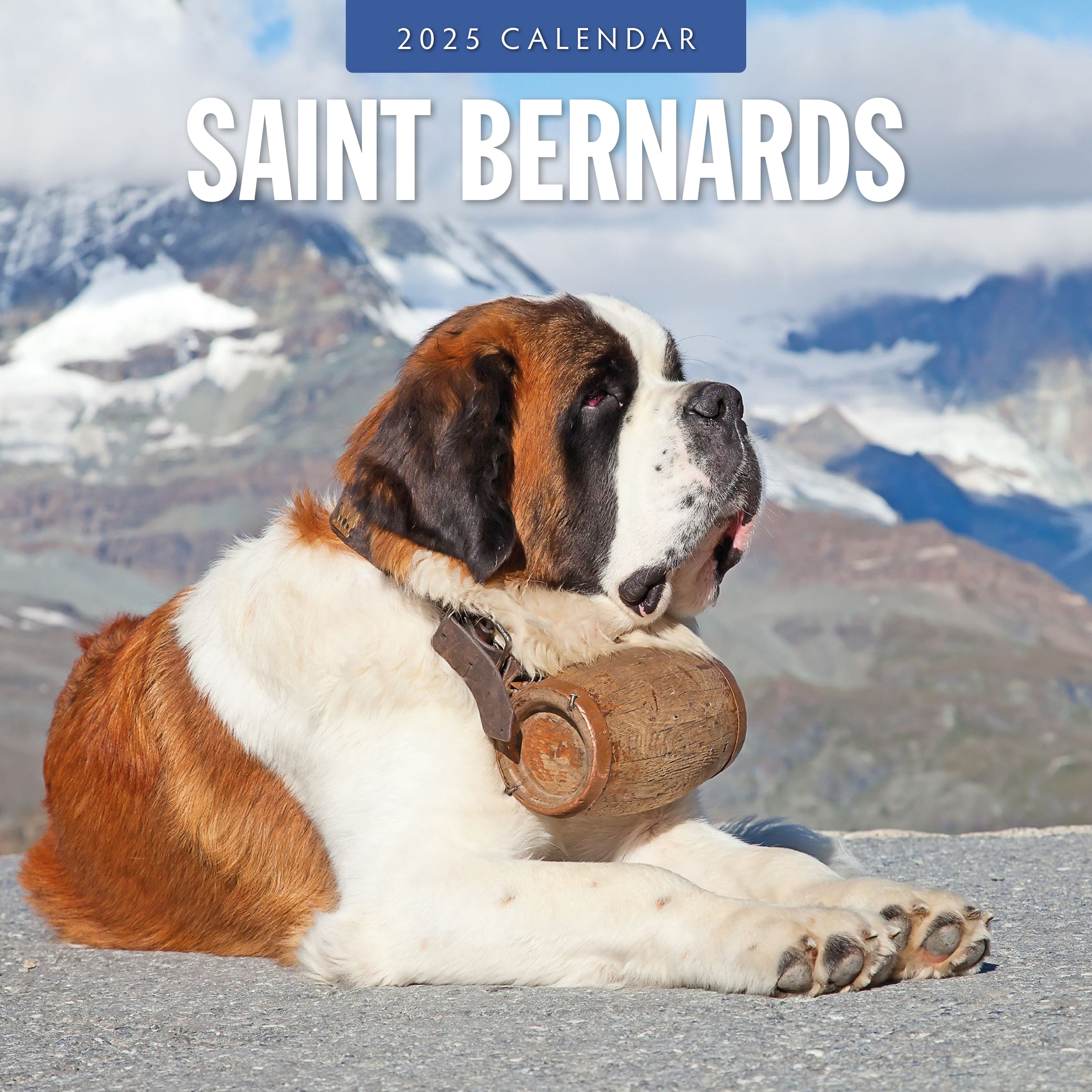 2025 Saint Bernards - Square Wall Calendar