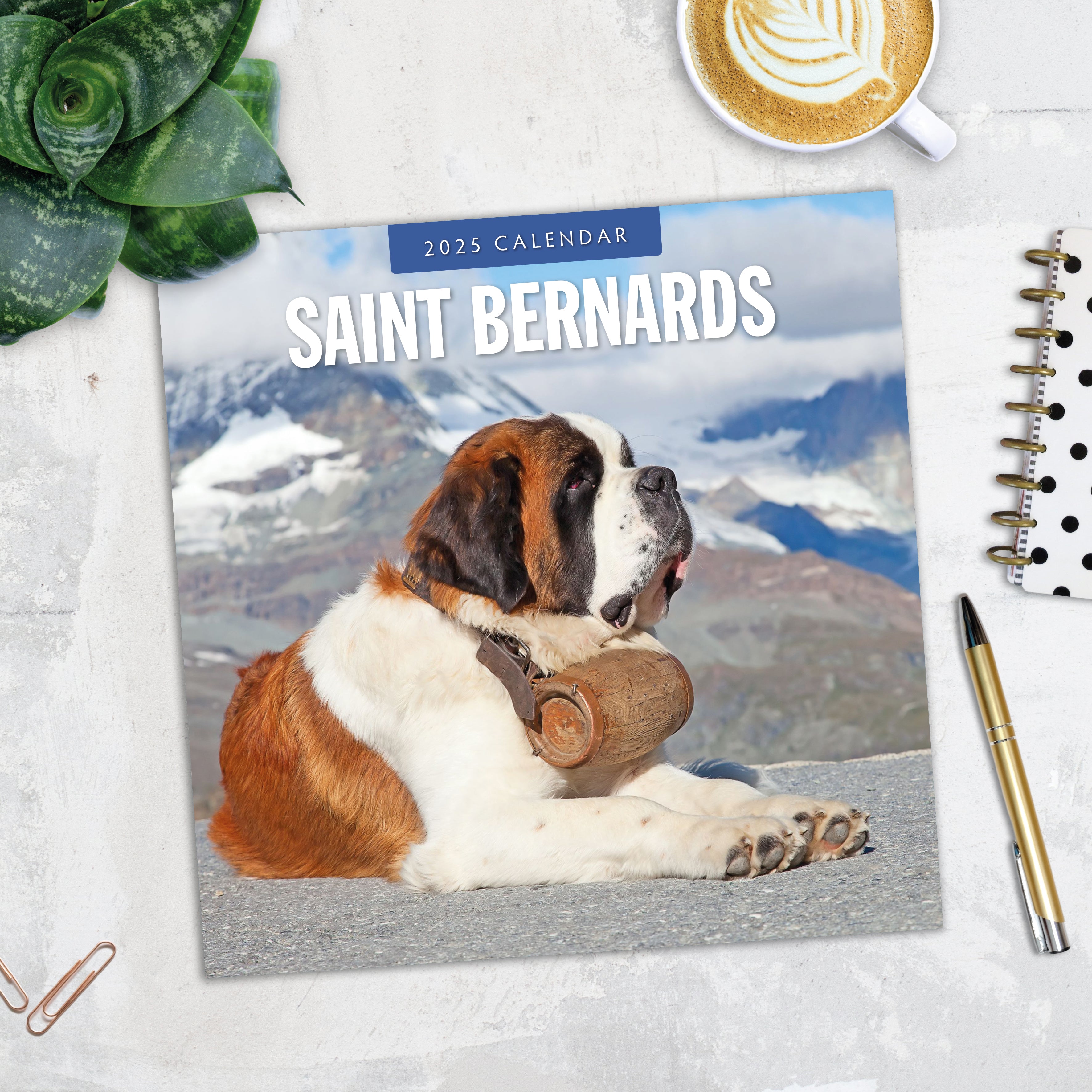 2025 Saint Bernards - Square Wall Calendar