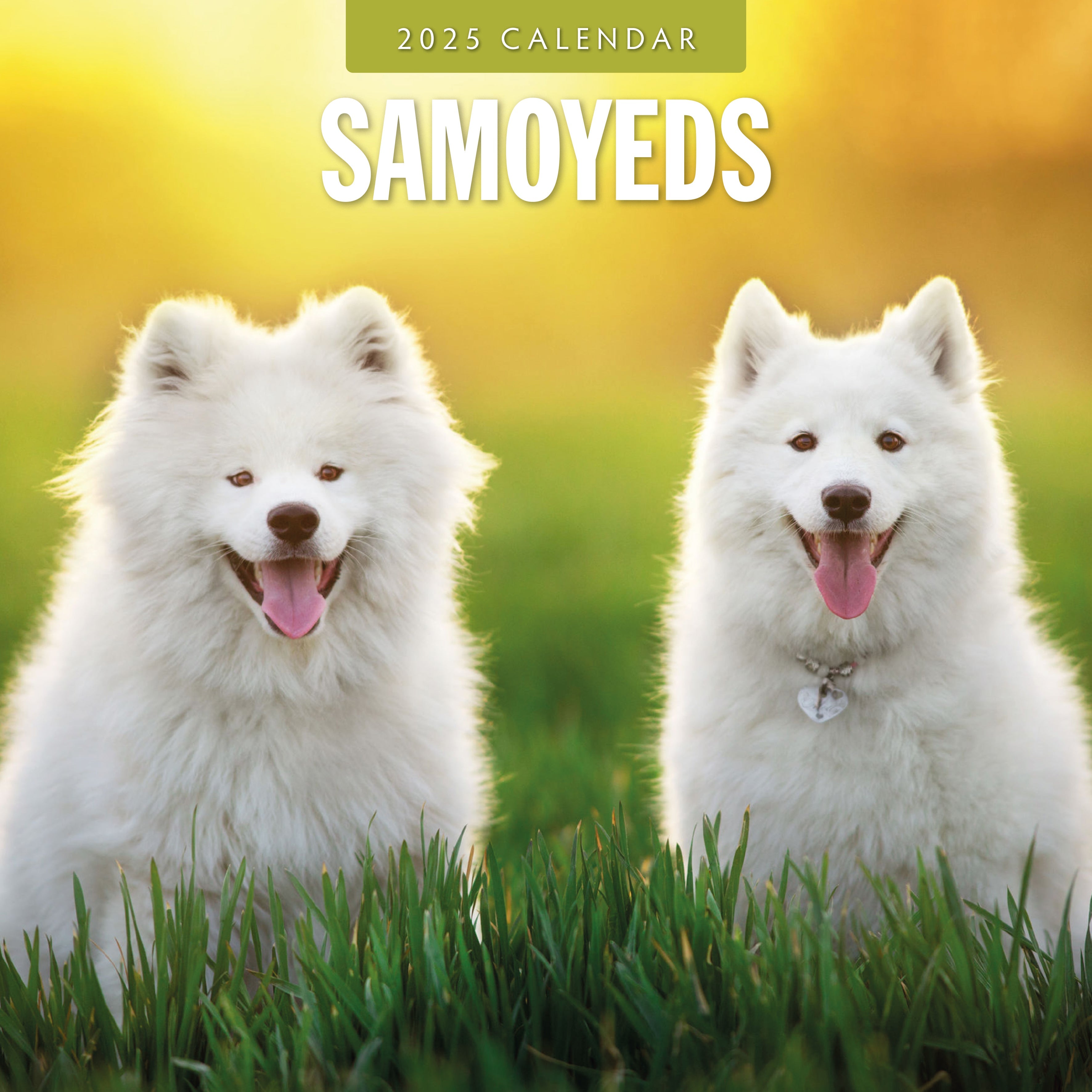 2025 Samoyeds - Square Wall Calendar