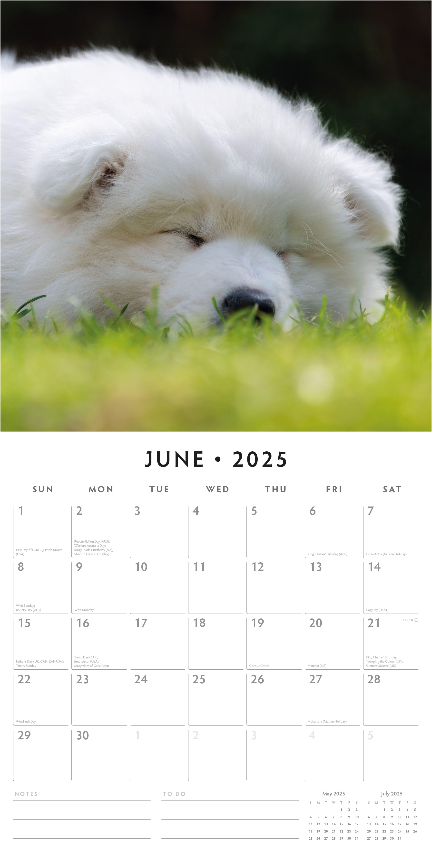 2025 Samoyeds - Square Wall Calendar