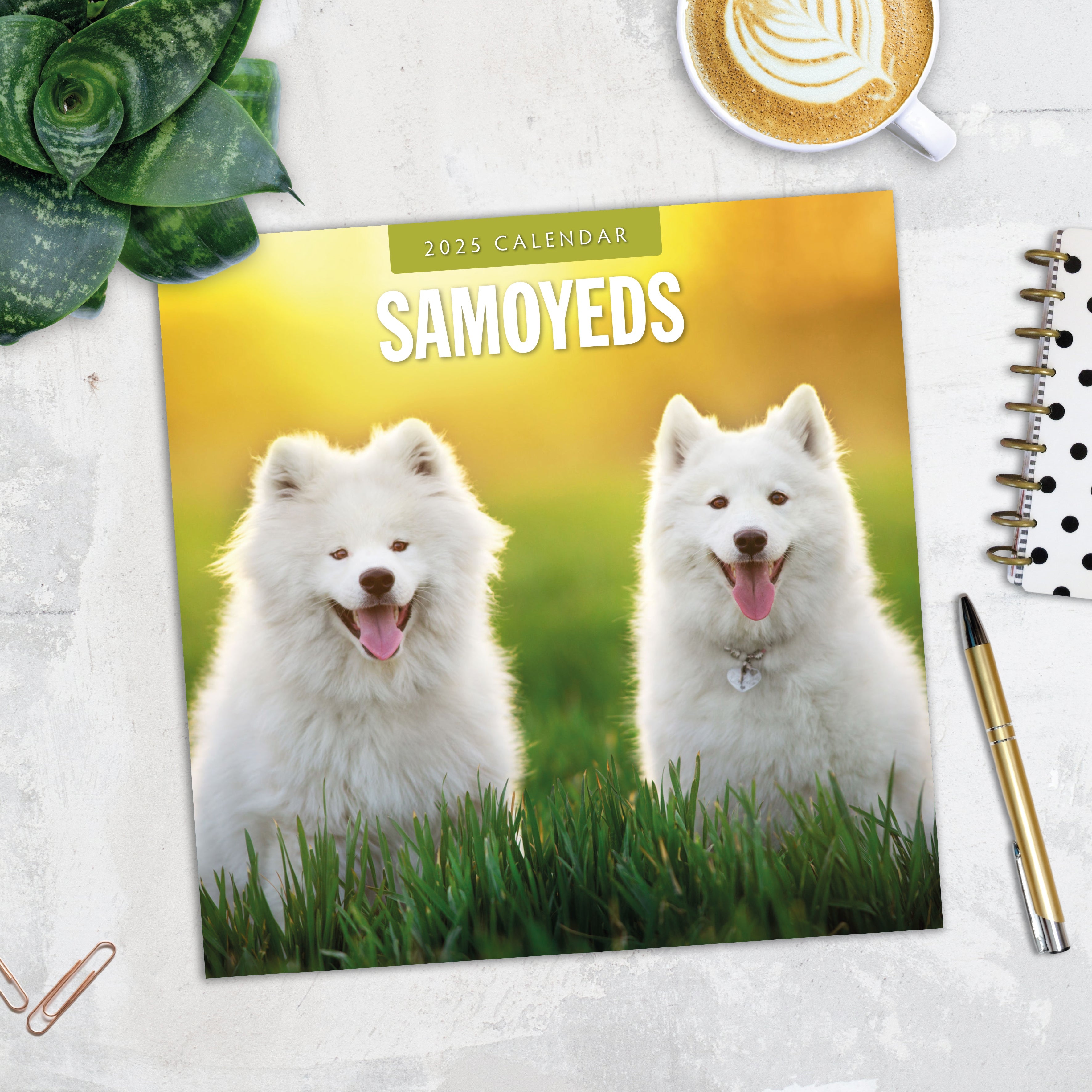 2025 Samoyeds - Square Wall Calendar