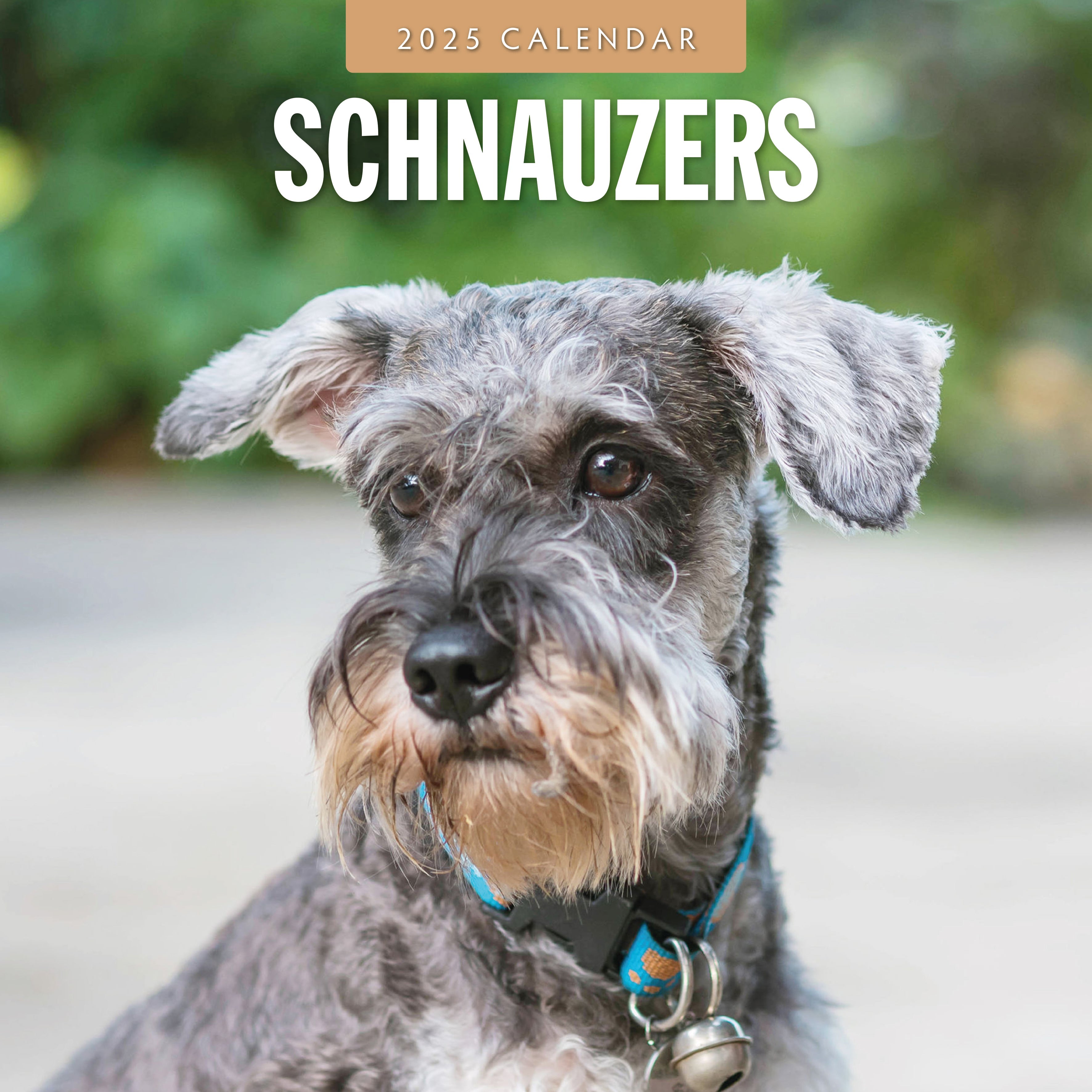 2025 Schnauzer - Square Wall Calendar