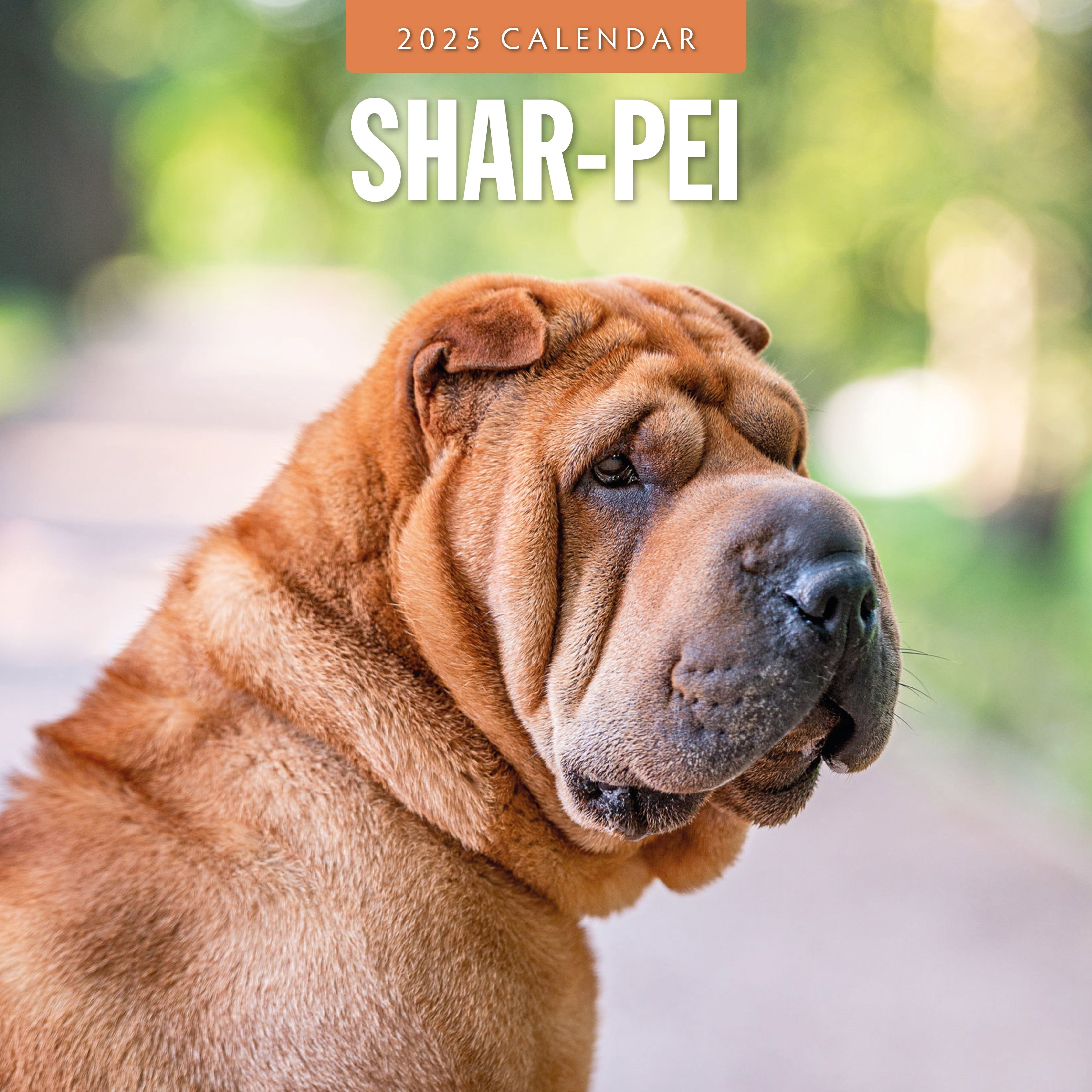 2025 Shar-Pei - Square Wall Calendar