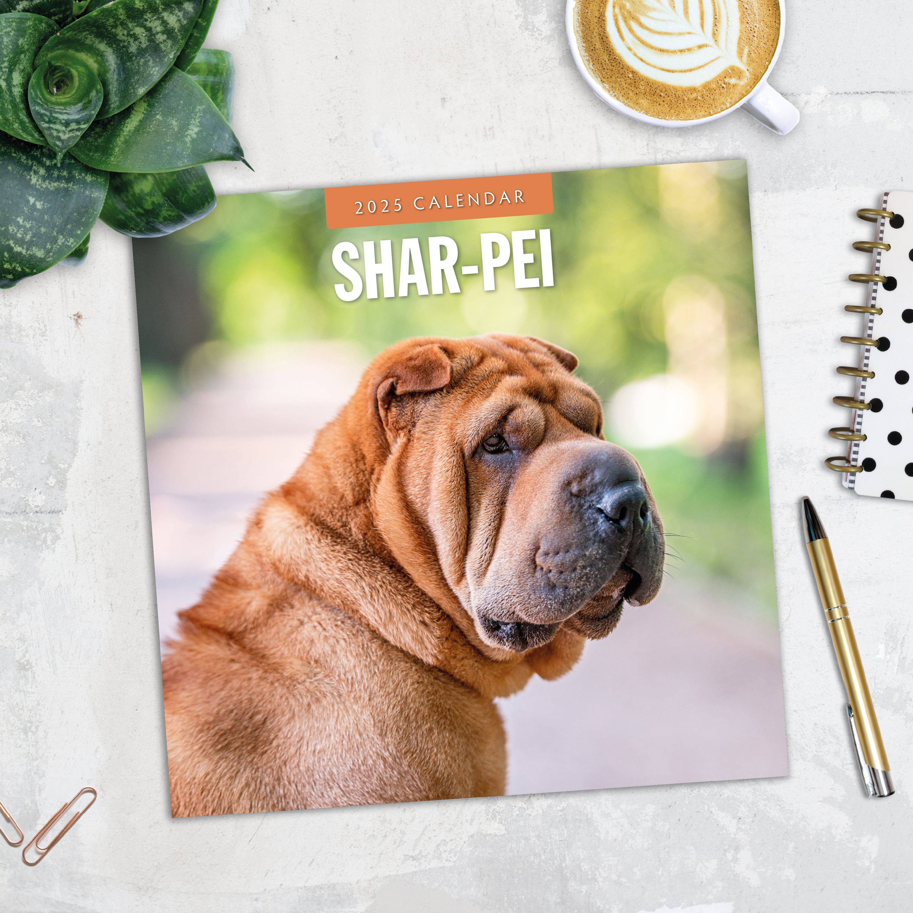 2025 Shar-Pei - Square Wall Calendar