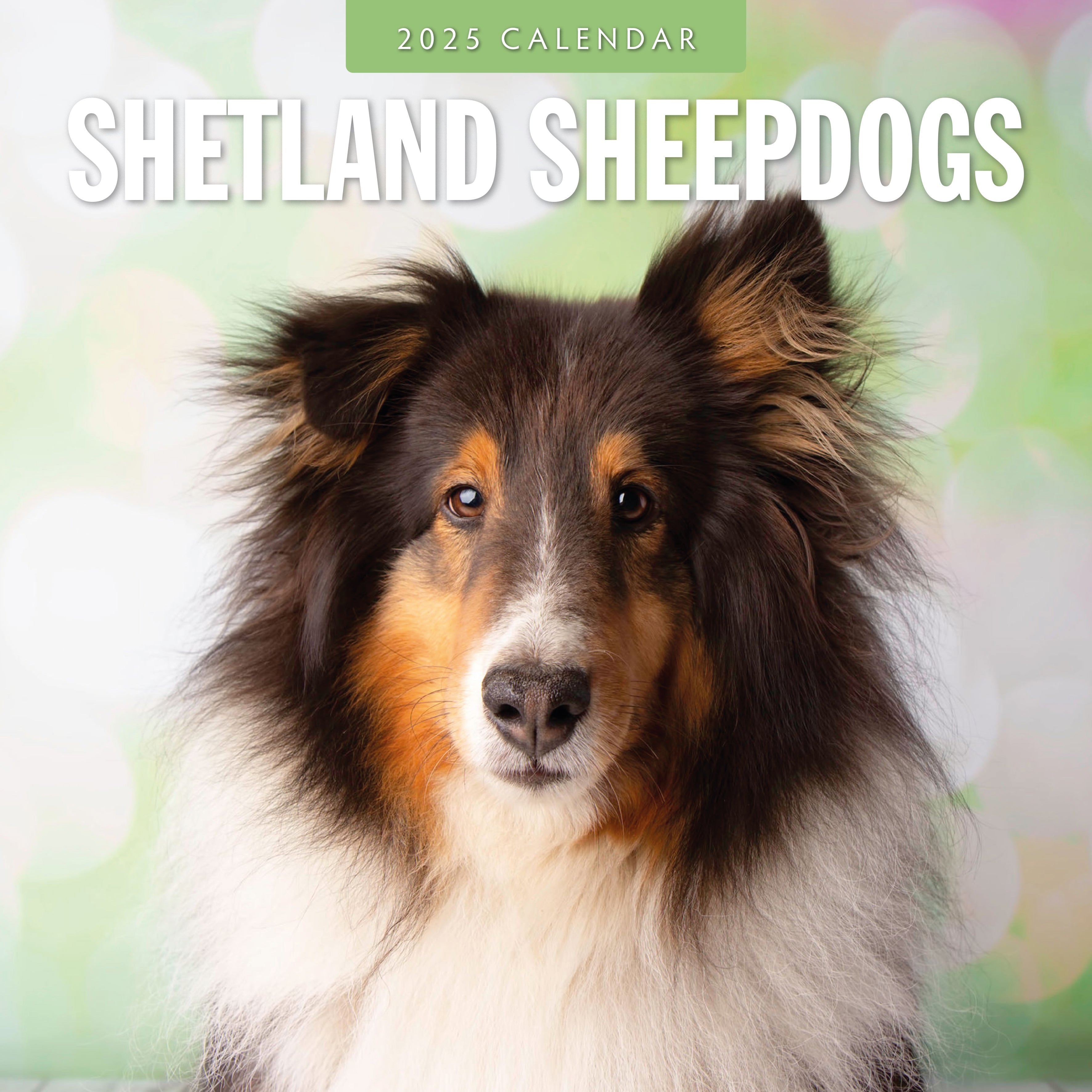 2025 Shetland Sheepdogs - Square Wall Calendar