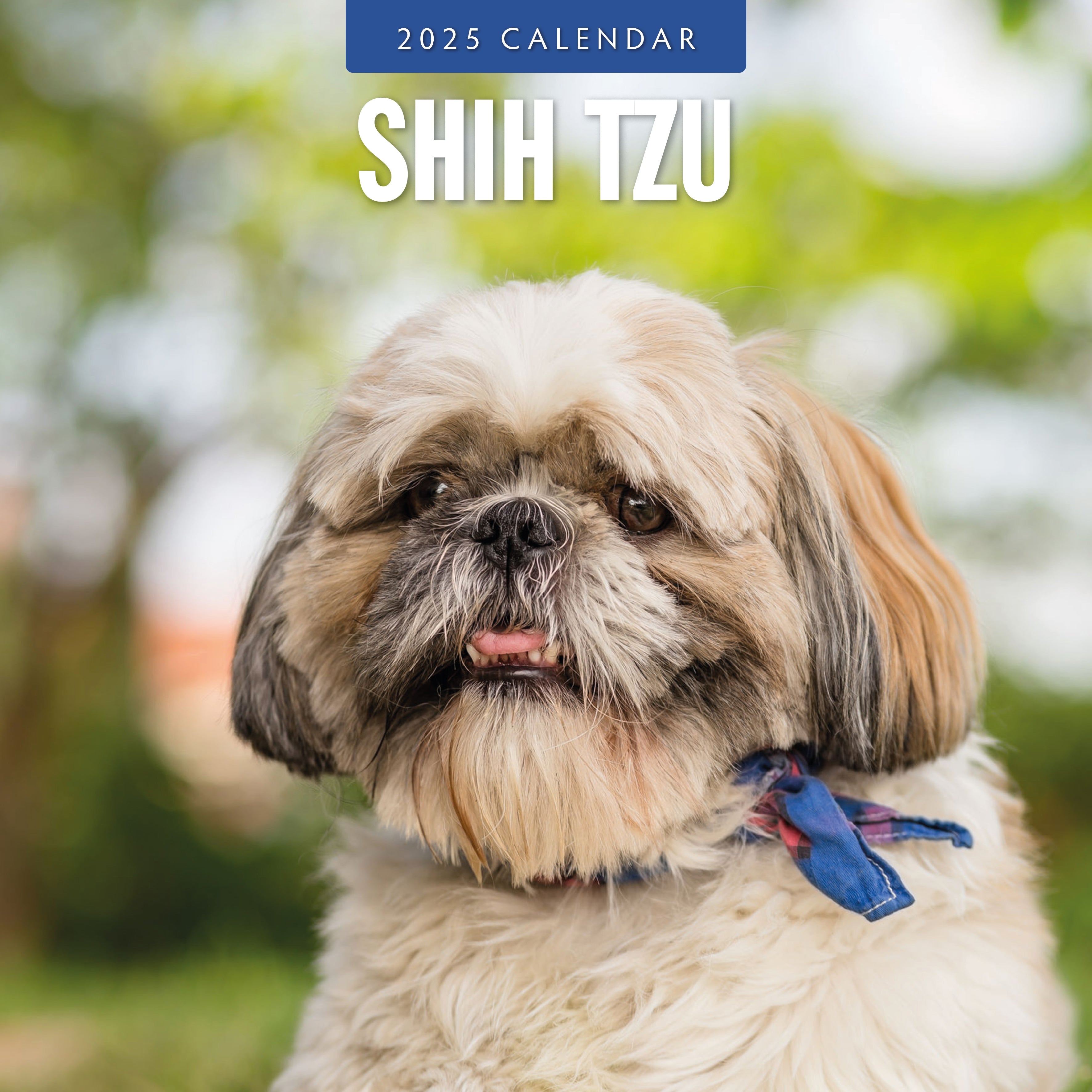 2025 Shih Tzu - Square Wall Calendar