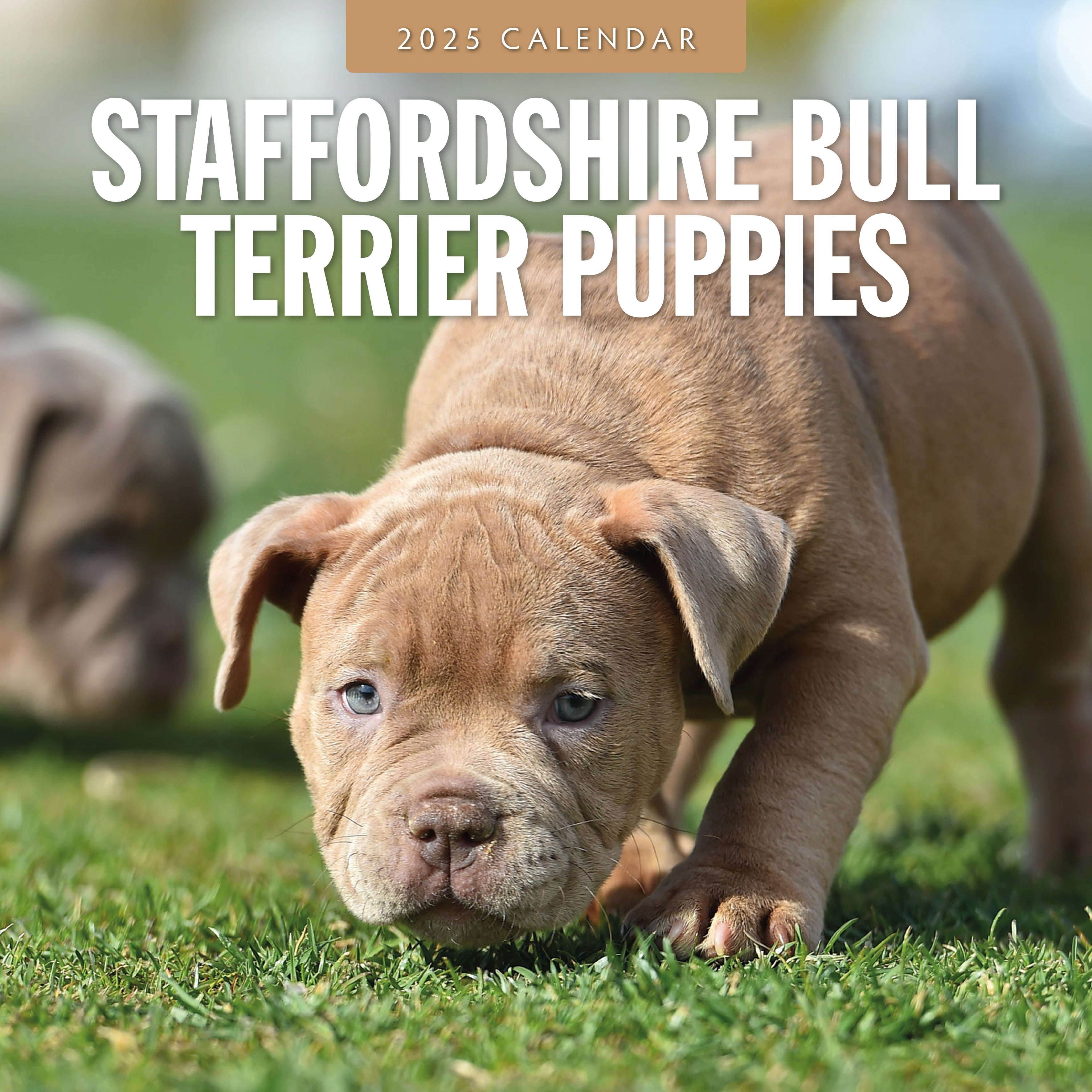 2025 Staffordshire Bull Terrier Puppies - Square Wall Calendar