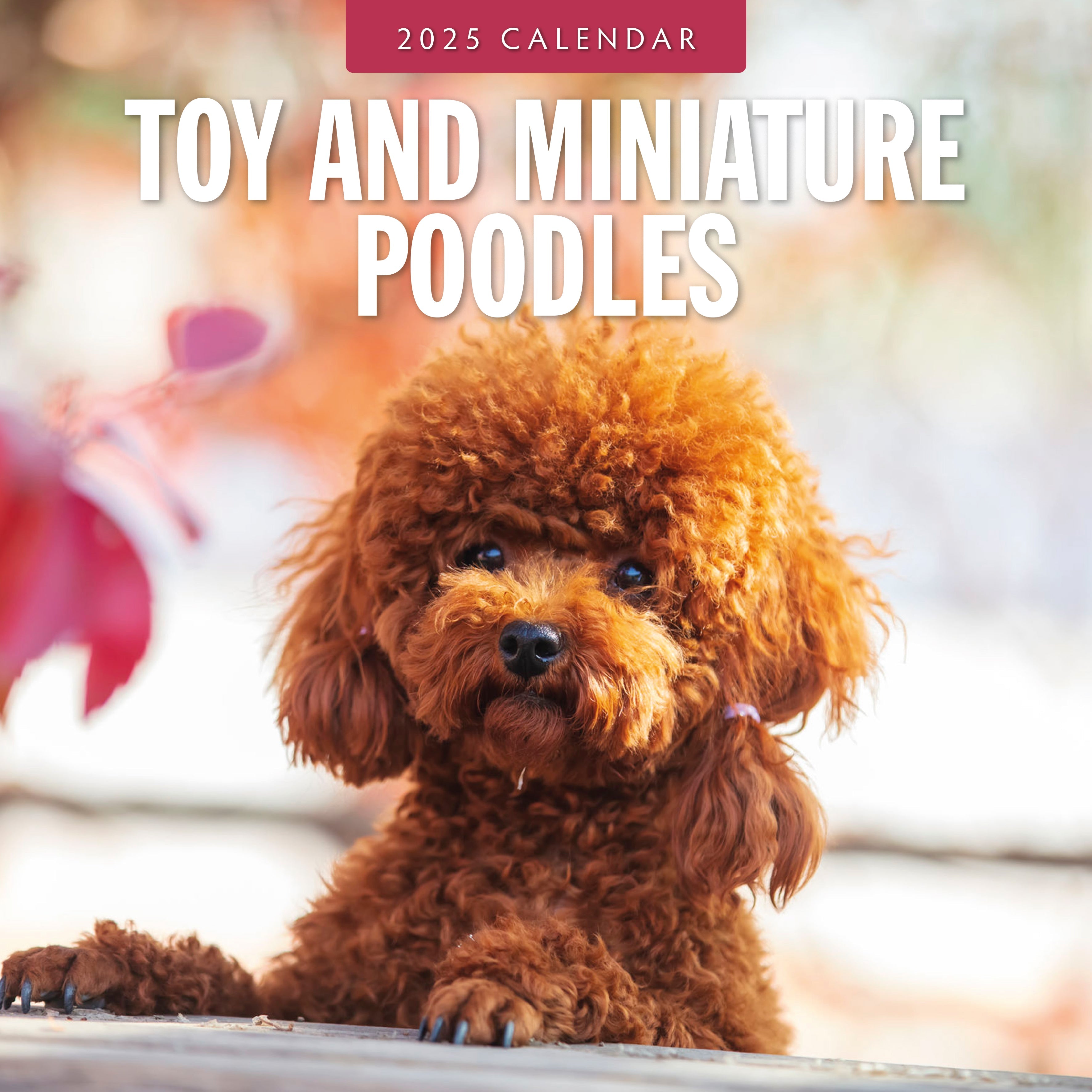 2025 Toy and Miniature Poodles - Square Wall Calendar