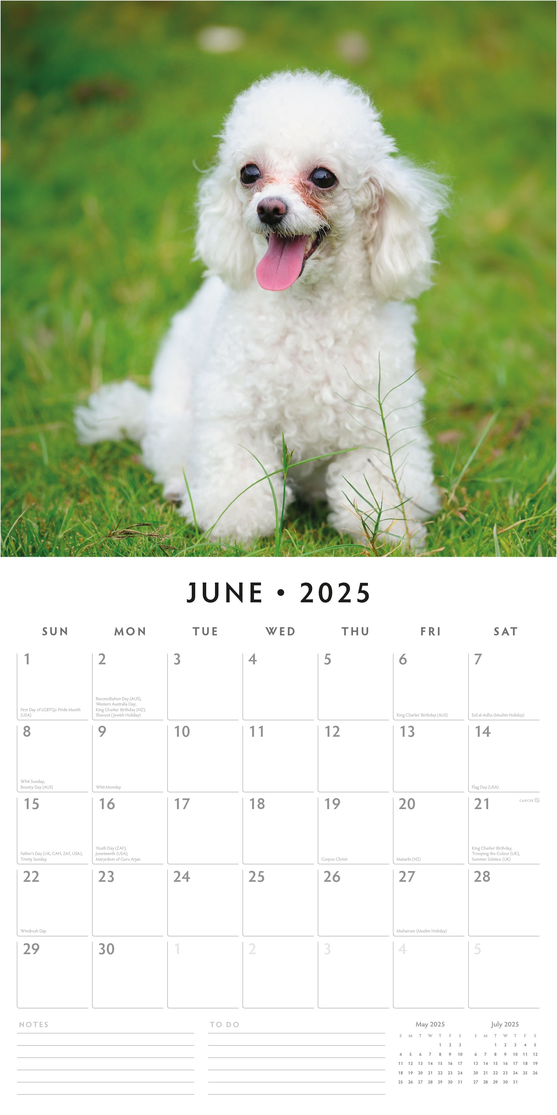 2025 Toy and Miniature Poodles - Square Wall Calendar