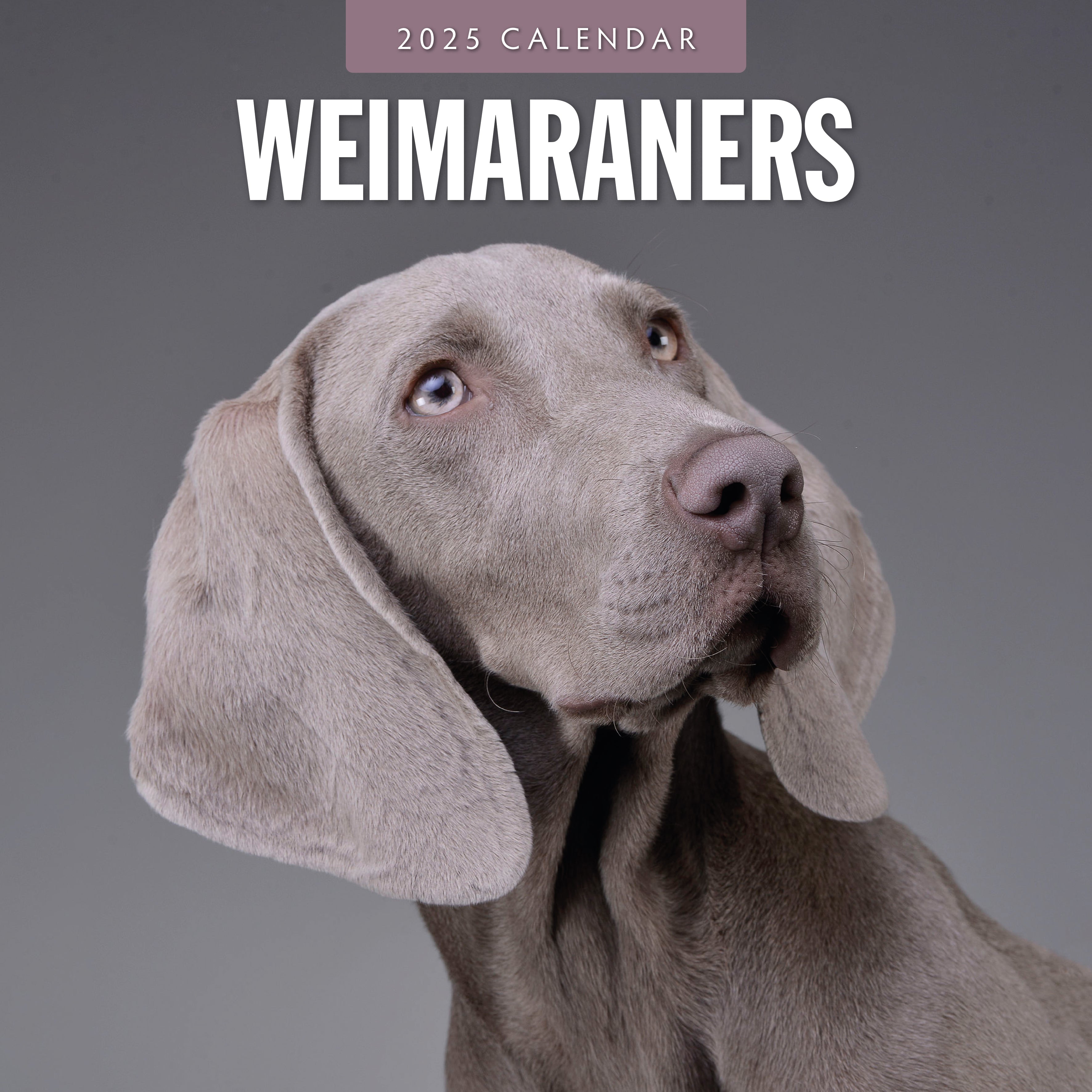 2025 Weimaraners - Square Wall Calendar