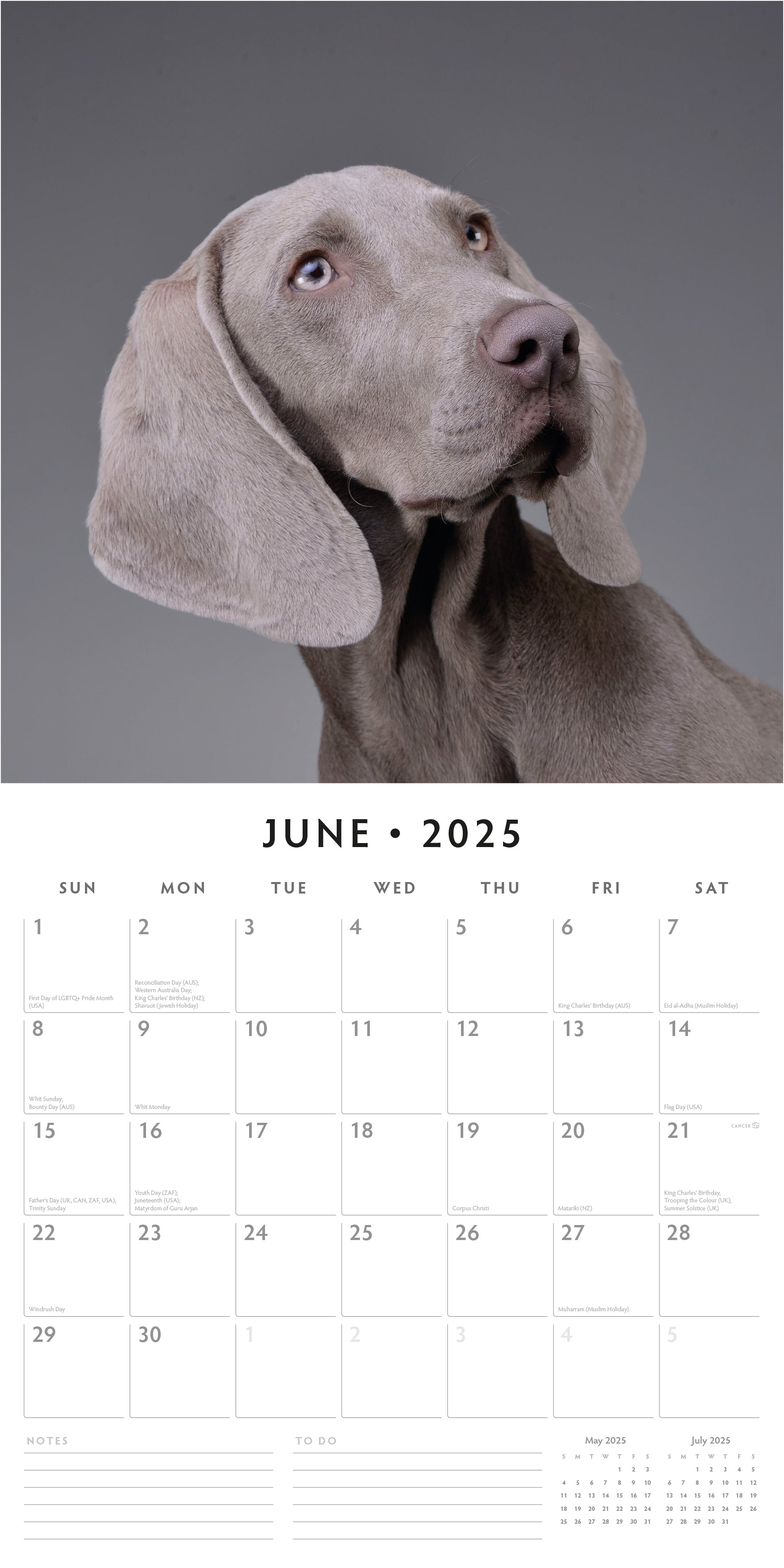 2025 Weimaraners - Square Wall Calendar