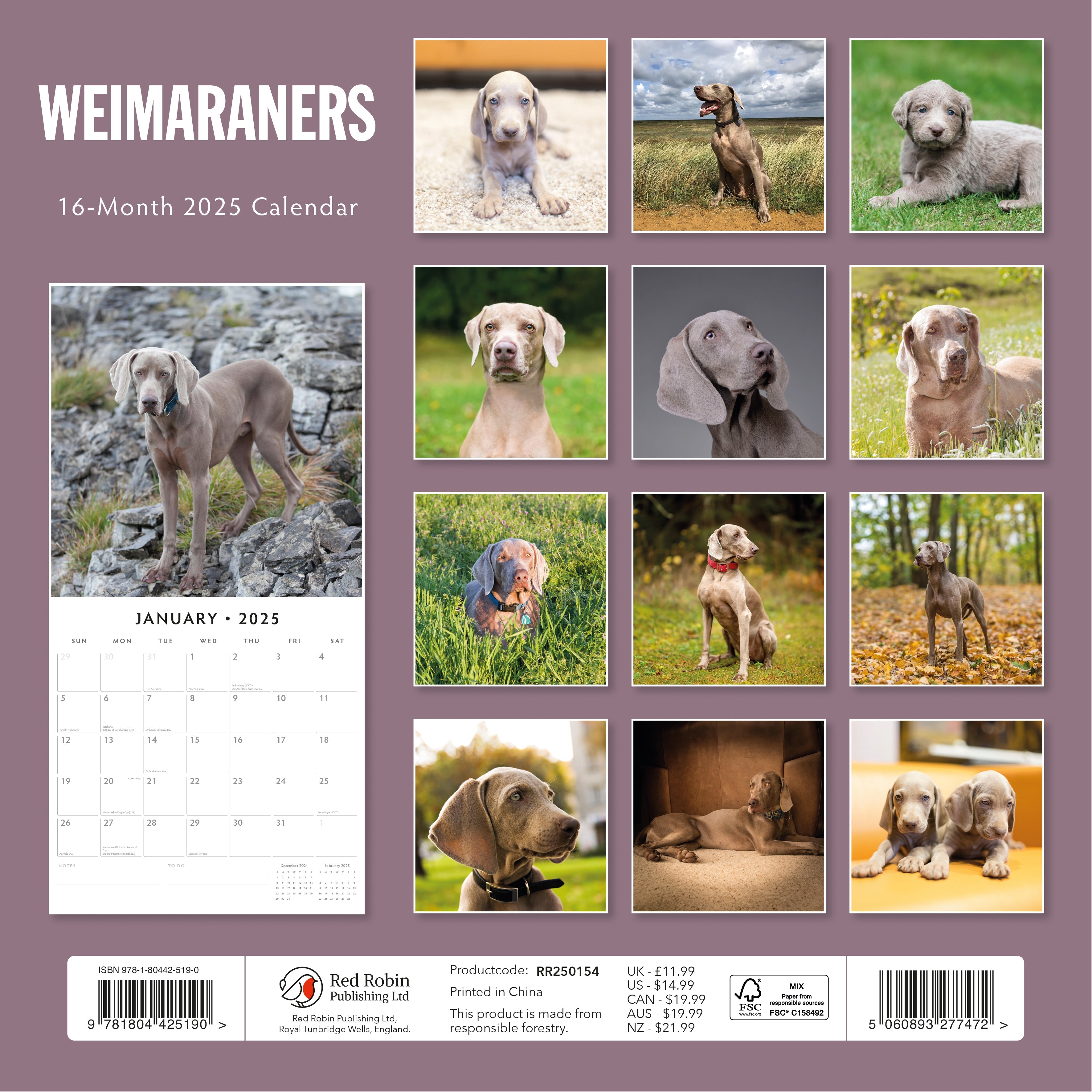 2025 Weimaraners - Square Wall Calendar