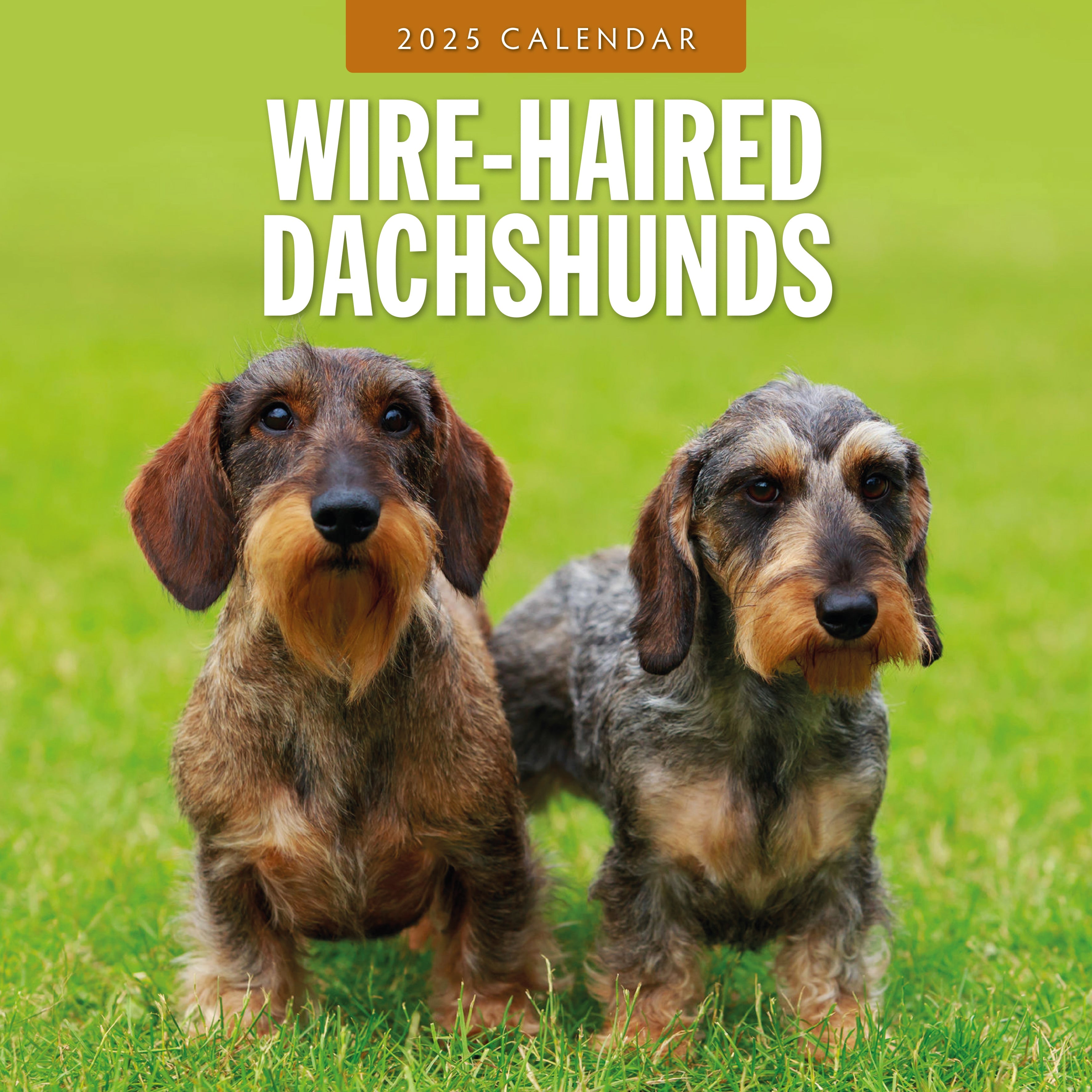 2025 Wire-Haired Dachshunds - Square Wall Calendar