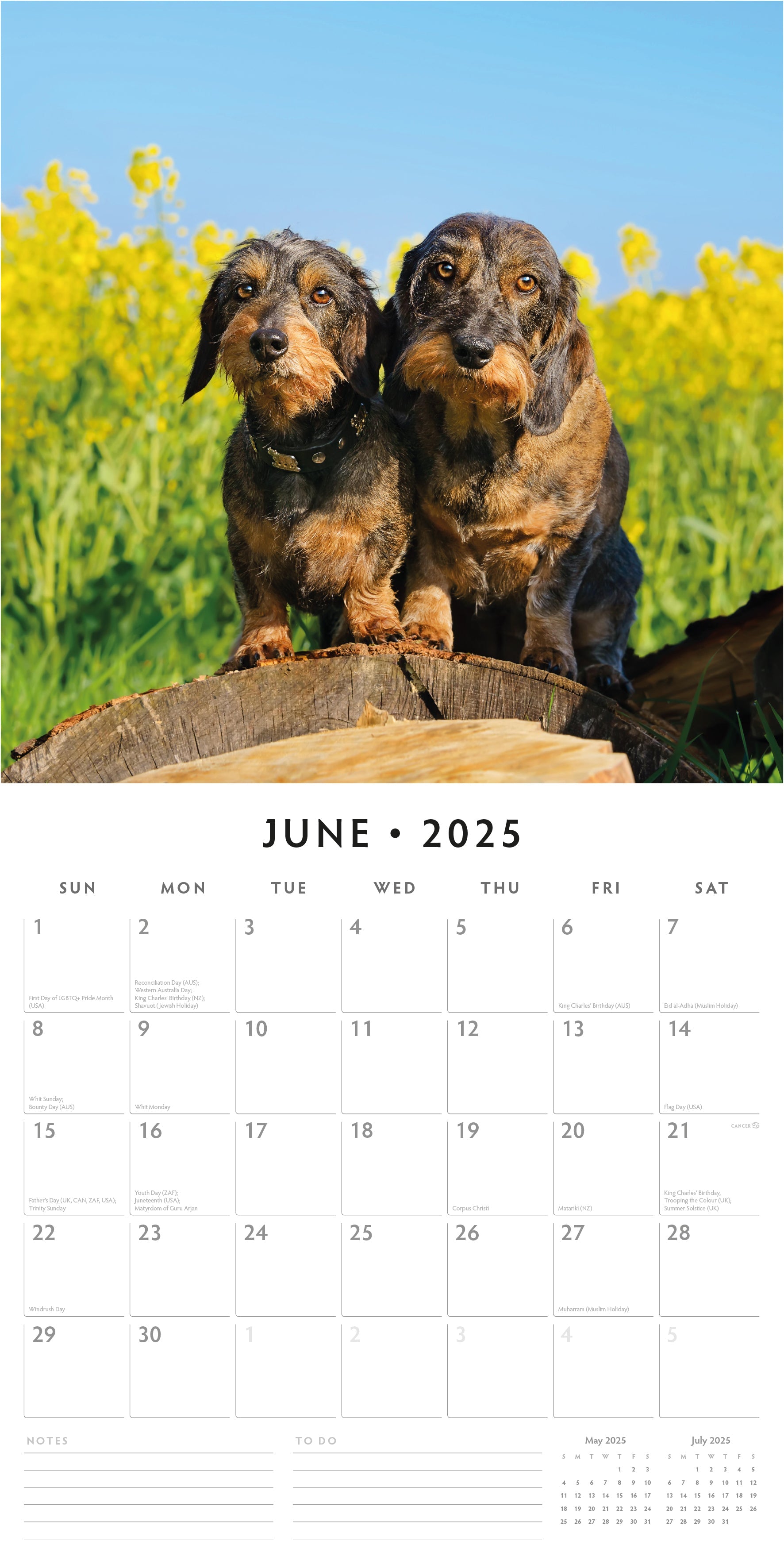 2025 Wire-Haired Dachshunds - Square Wall Calendar