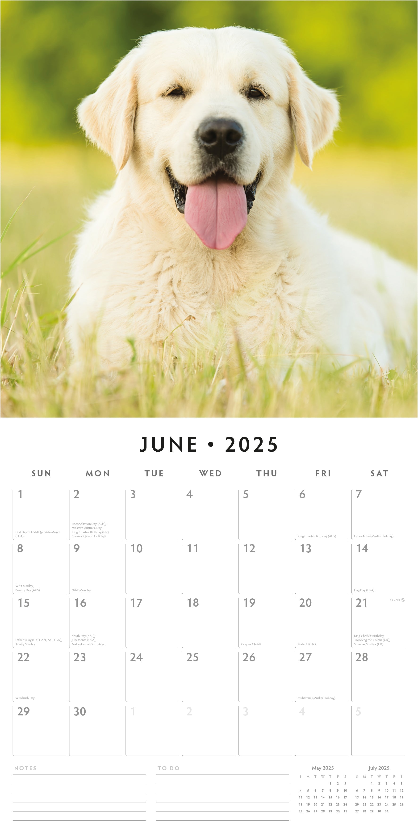 2025 Yellow Labrador - Square Wall Calendar