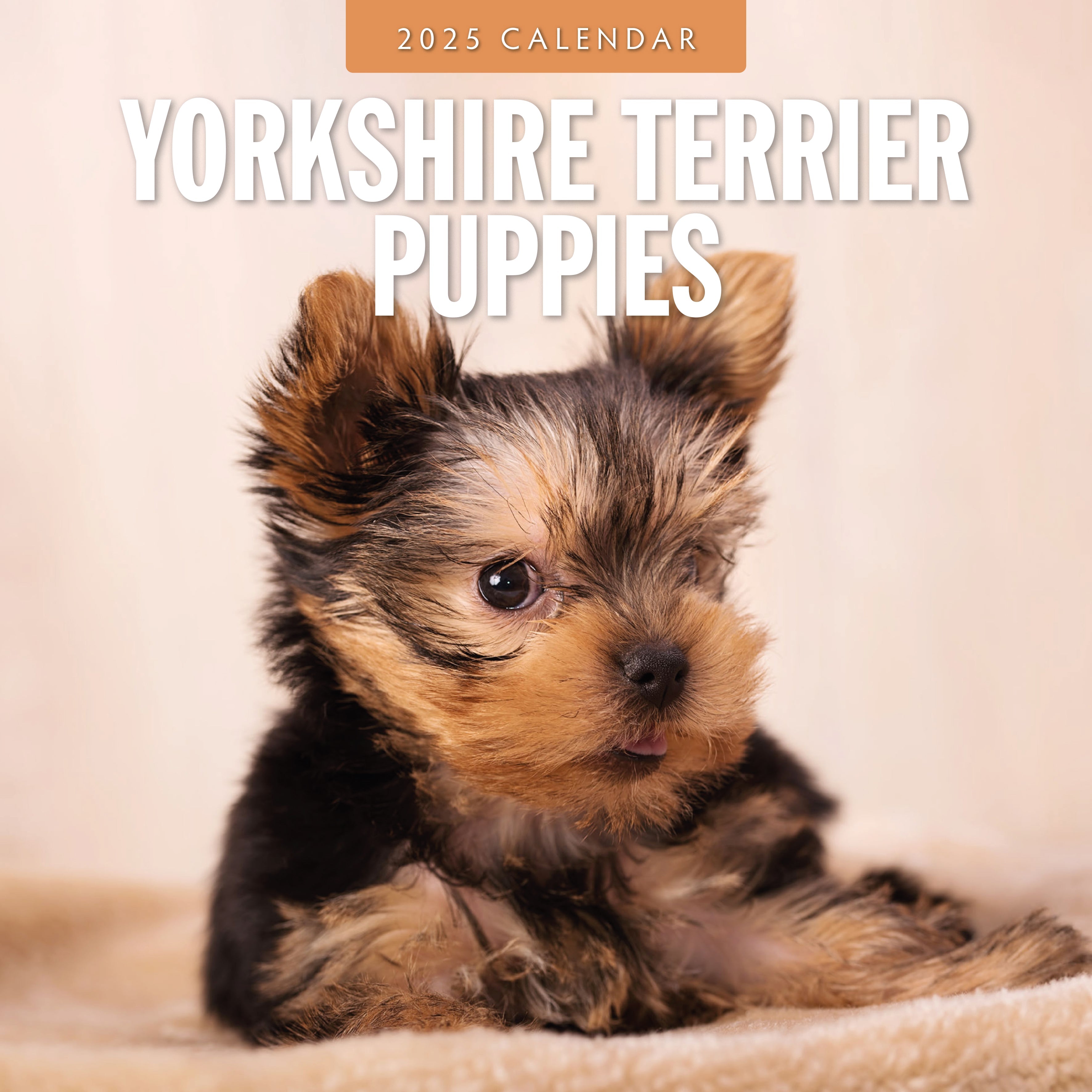 2025 Yorkshire Terrier Puppies - Square Wall Calendar