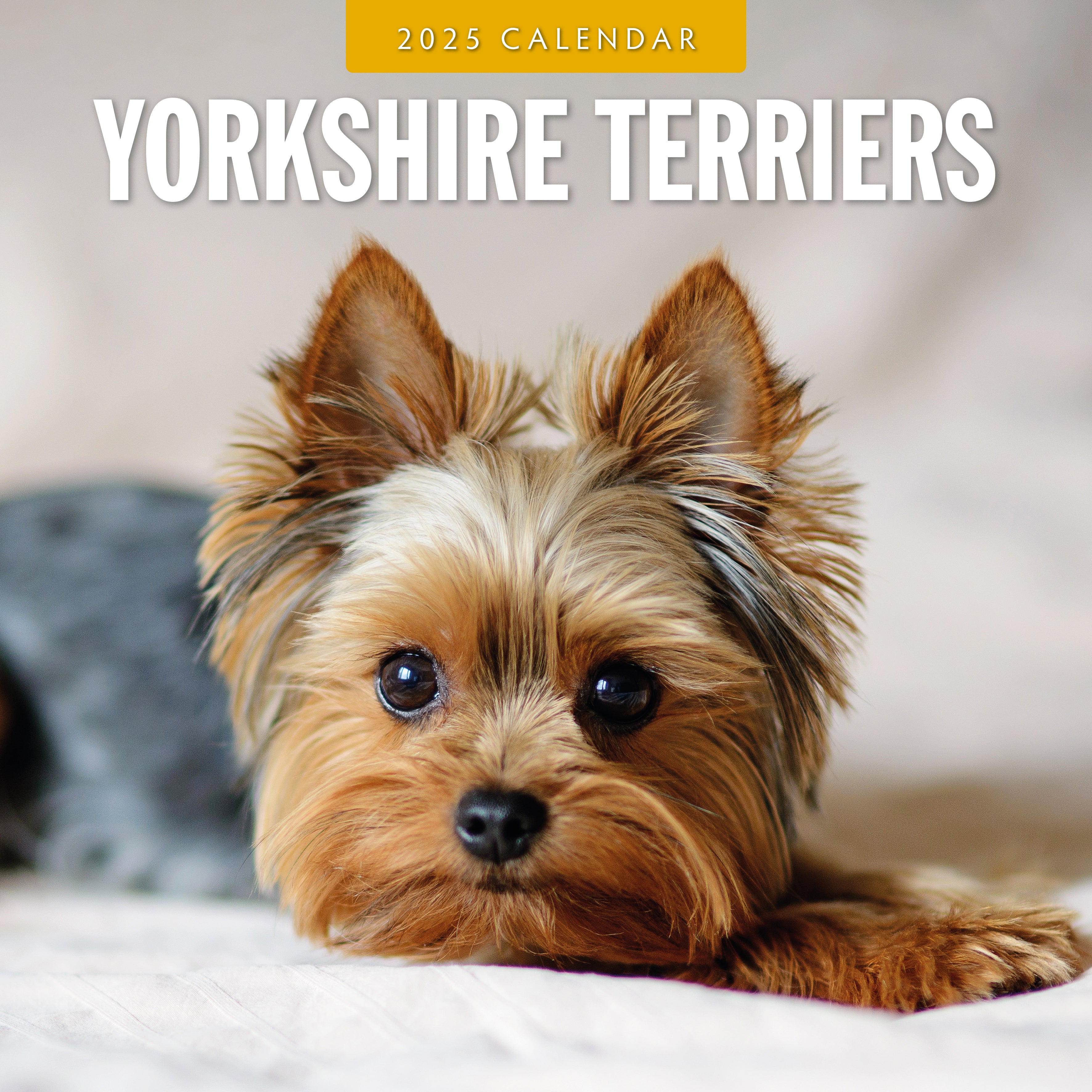 2025 Yorkshire Terriers - Square Wall Calendar