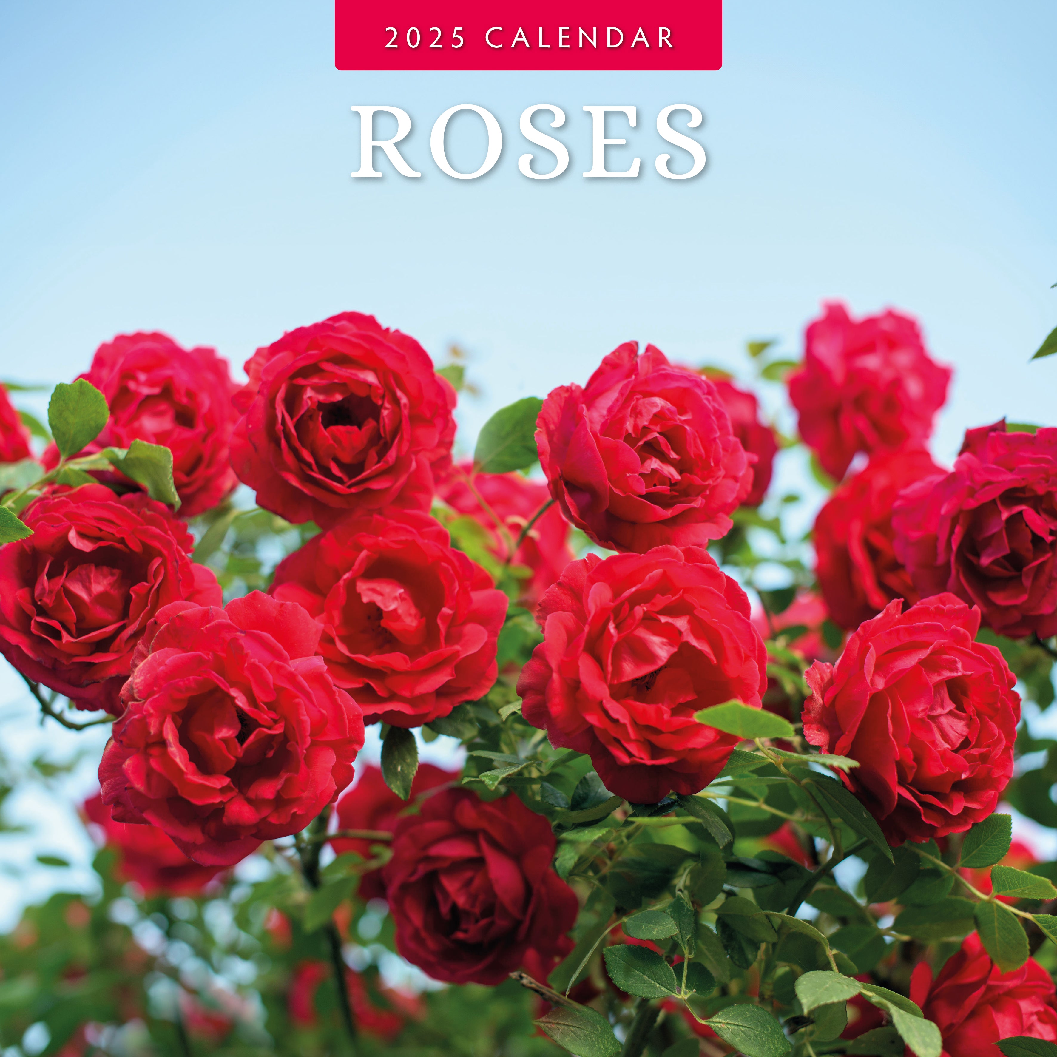 2025 Roses - Square Wall Calendar