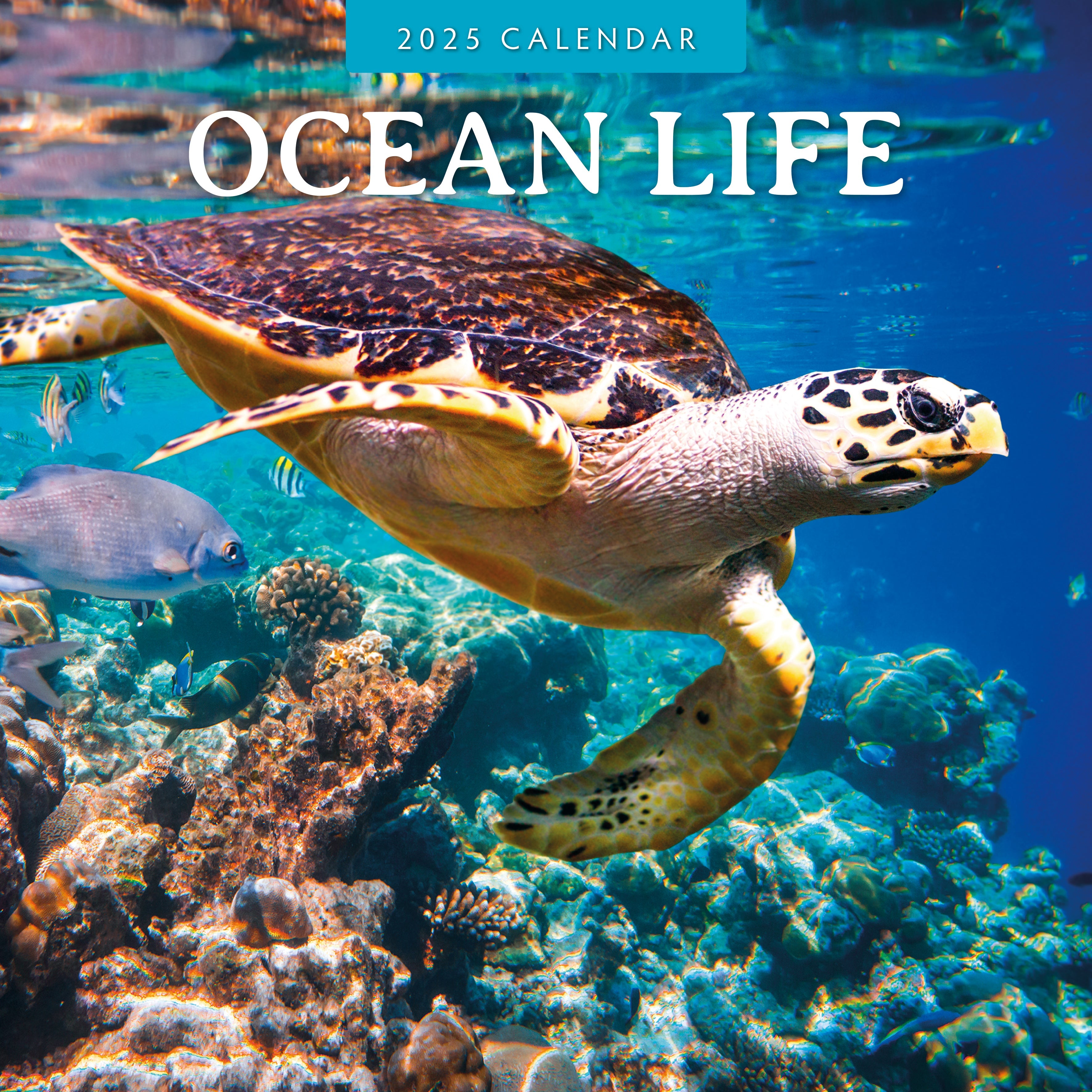 2025 Ocean Life - Square Wall Calendar