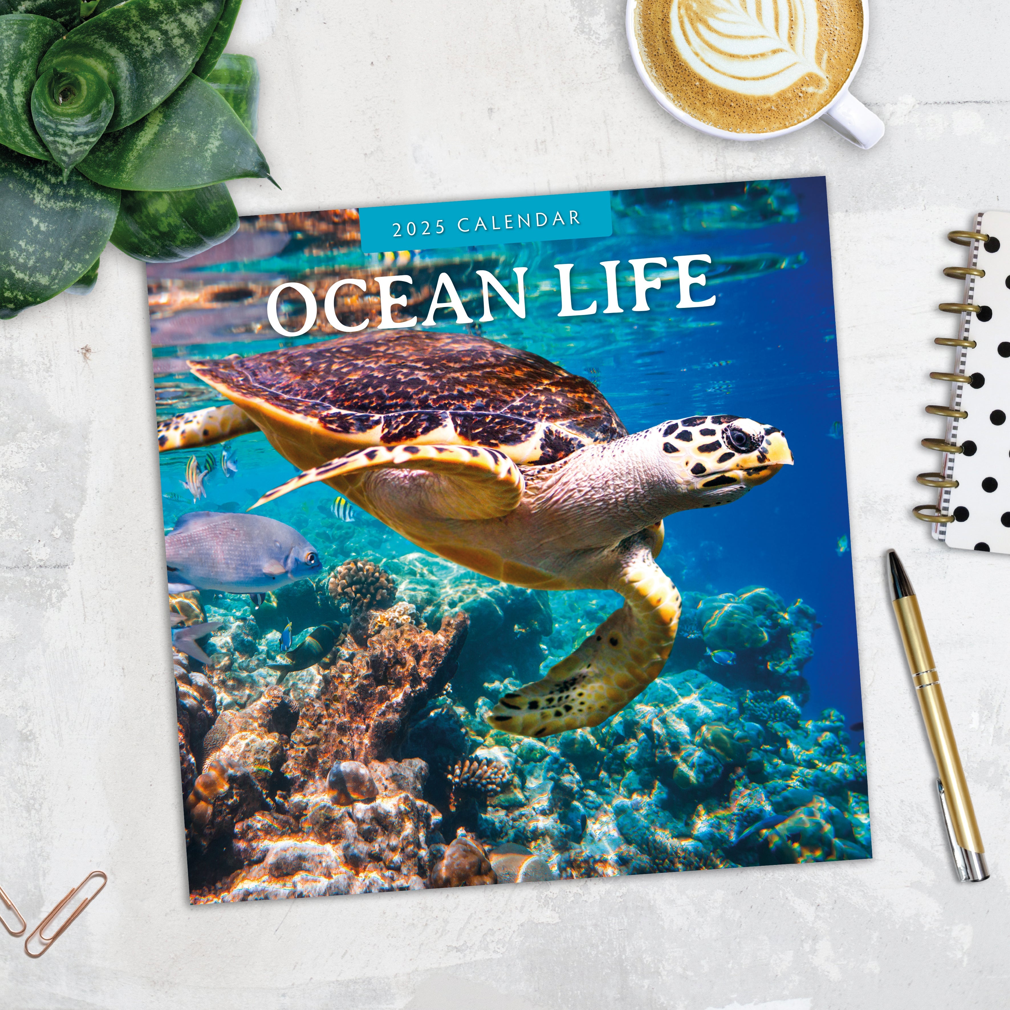 2025 Ocean Life - Square Wall Calendar