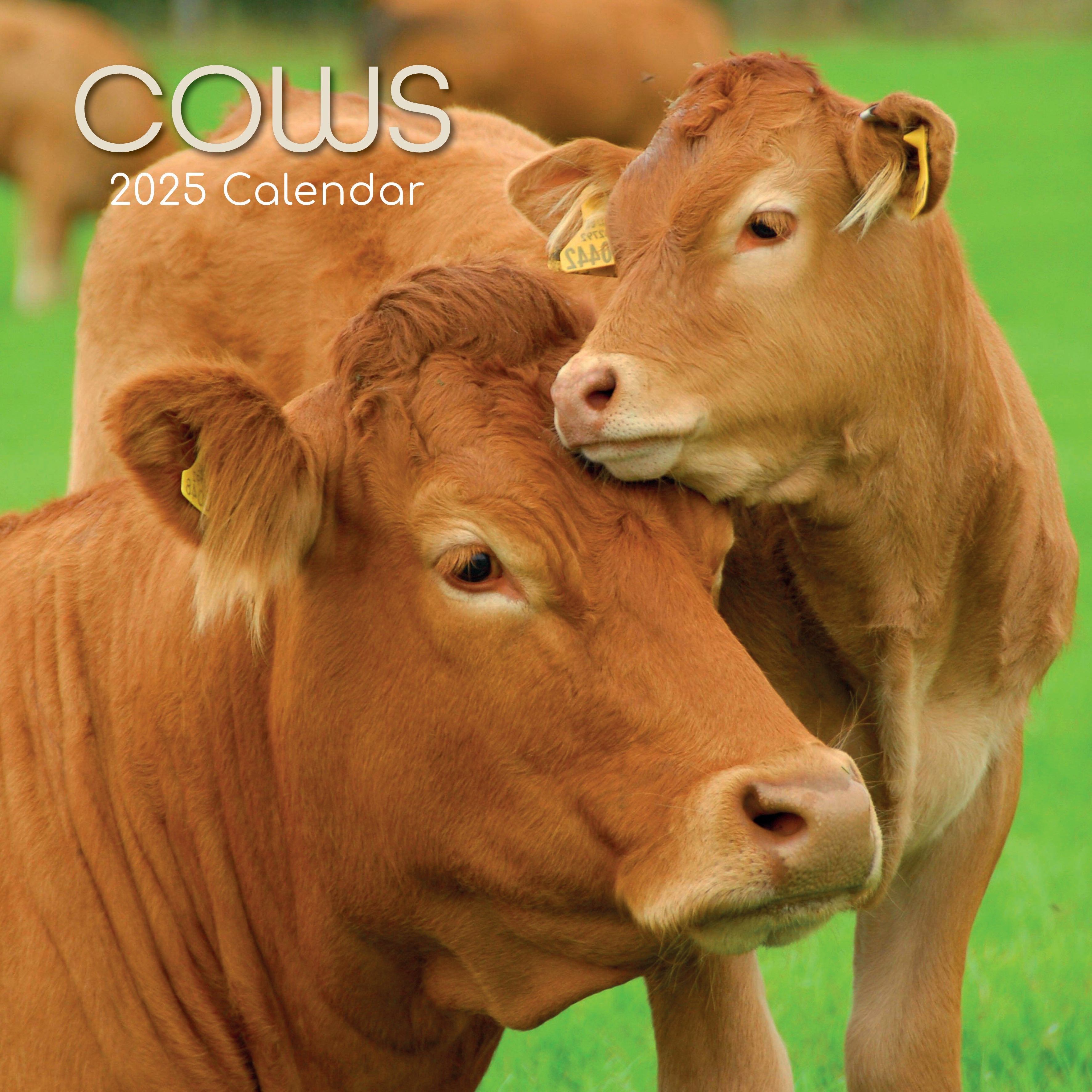 2025 Cows - Square Wall Calendar